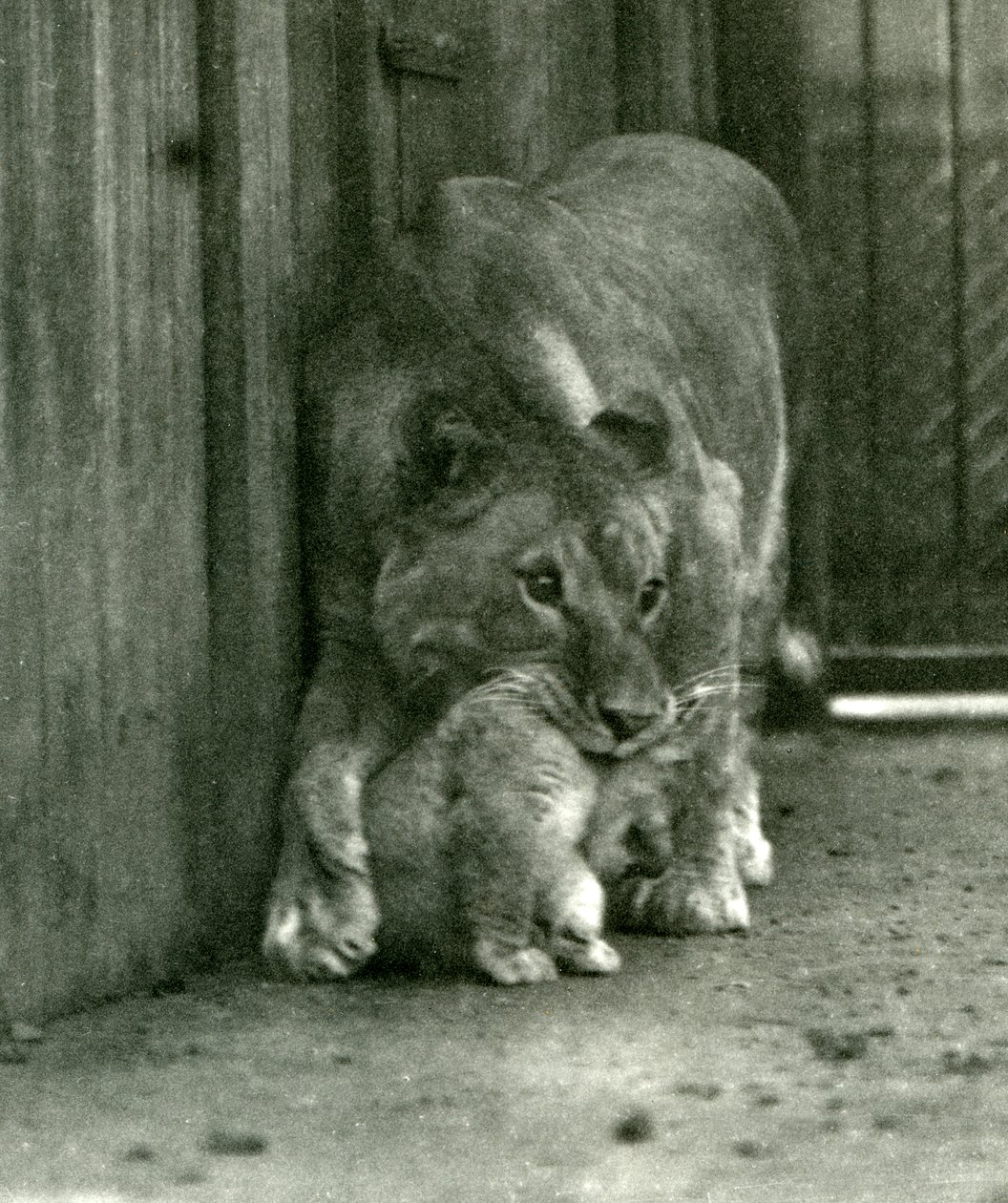 En løvinde, der var ved at løfte sin unge, som var blevet født i menageriet, i nakkeskindet, London Zoo, oktober 1923 (bw foto) af Frederick William Bond
