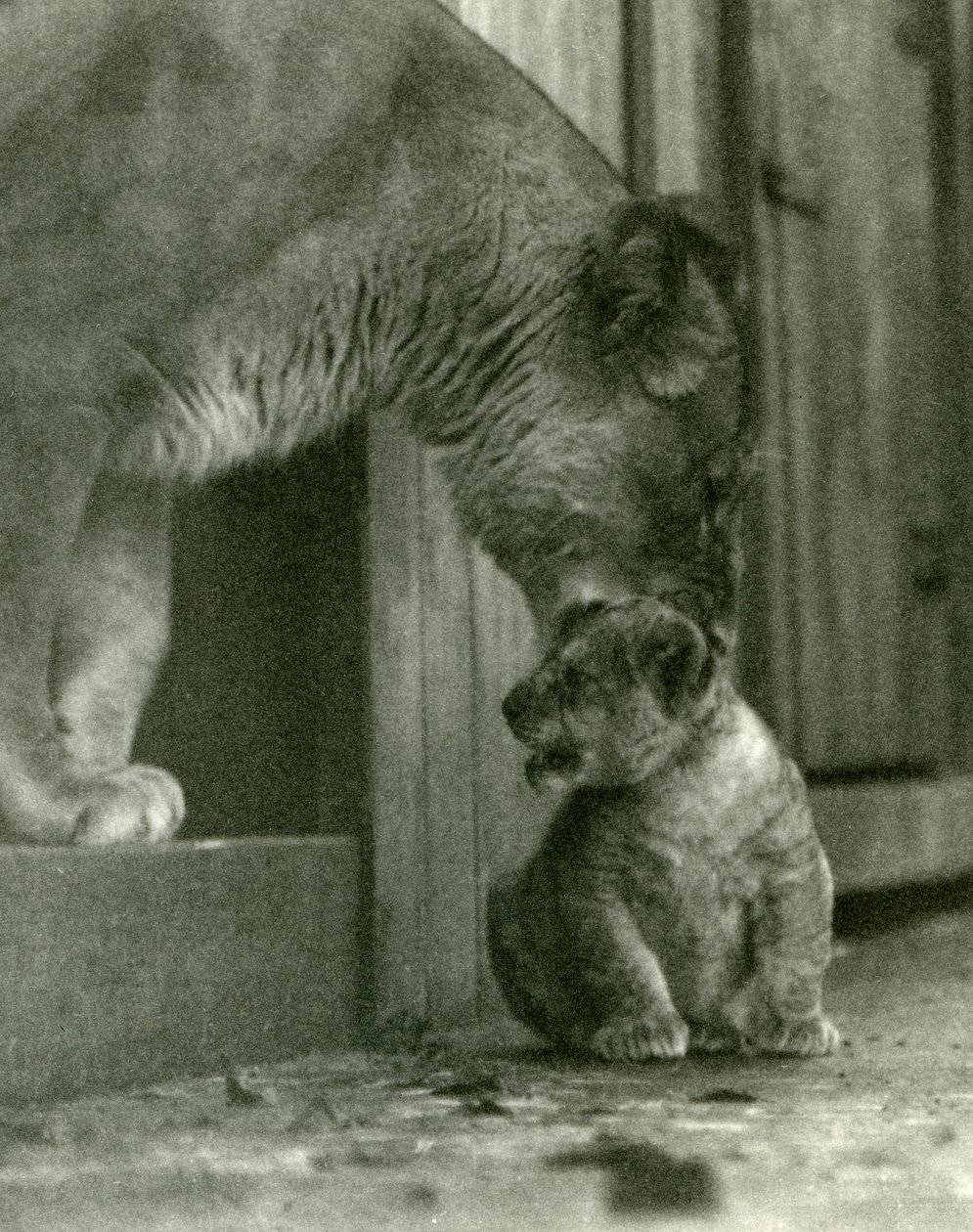 En løvinde, der var ved at løfte sin unge, som var blevet født i menageriet, i nakkeskindet, London Zoo, oktober 1923 (bw foto) af Frederick William Bond