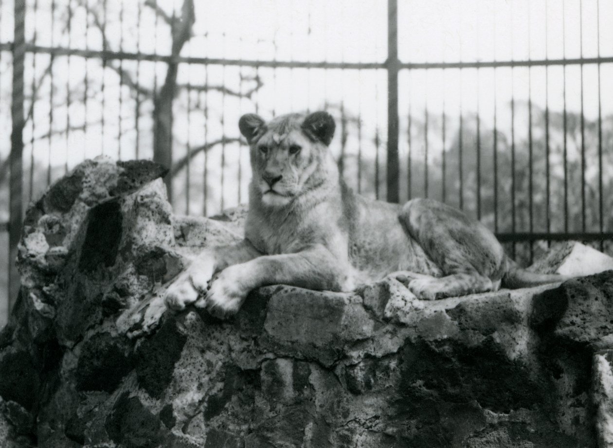 En løvinde liggende på en væg i sin indhegning i London Zoo i 1923 (bw foto) af Frederick William Bond