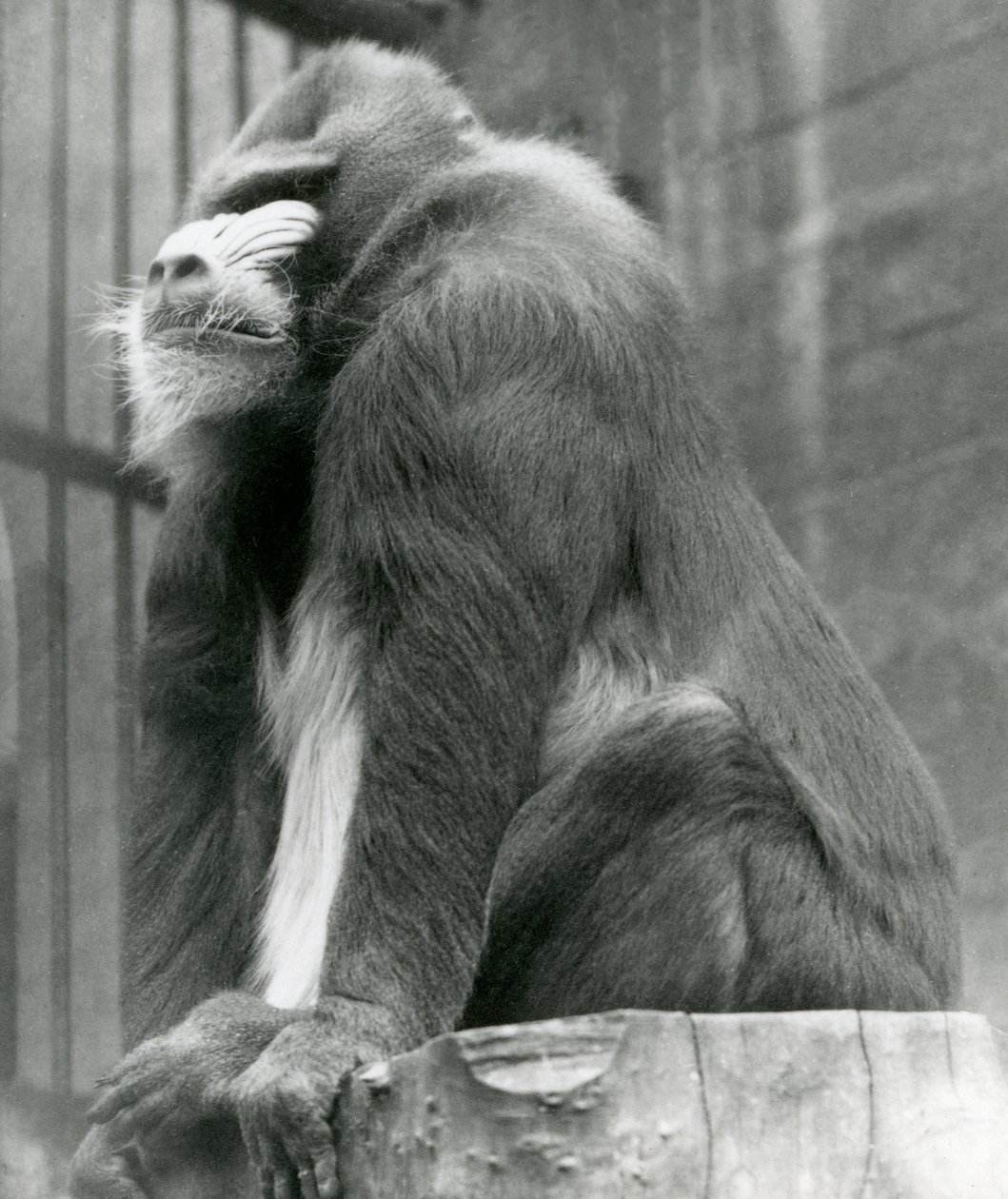 En mandrill George sidder på en bjælke i sin indhegning, London Zoo, august 1923 (bw foto) af Frederick William Bond