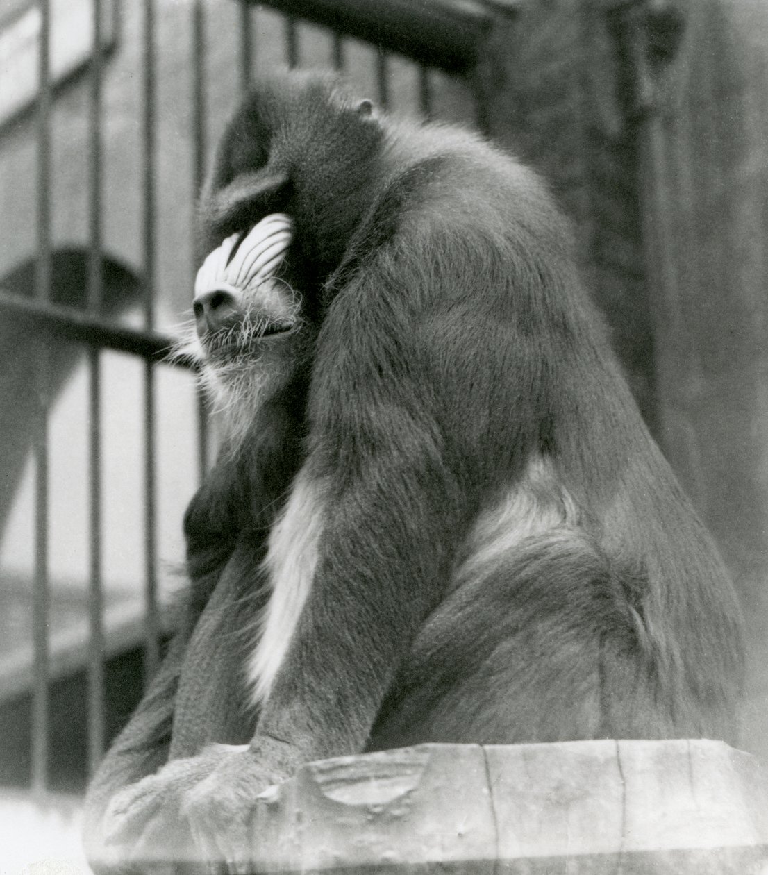 En mandrill George sidder på en bjælke i sin indhegning, London Zoo, august 1923 (bw foto) af Frederick William Bond