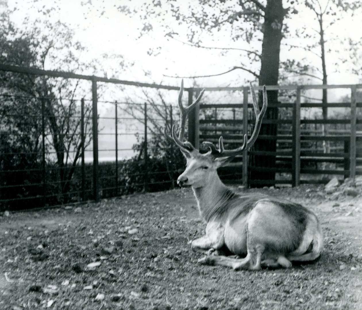 En moden Wallichs hjortehjort, også kendt som Shou, centralasiatisk eller tibetansk kronhjort, der sidder i London Zoo, september 1913 af Frederick William Bond