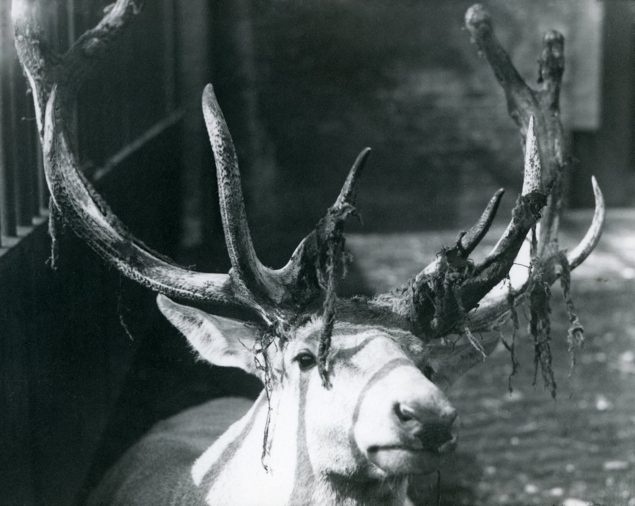 En voksen Wallich-hjort, der smider fløjl i London Zoo, oktober 1922 af Frederick William Bond
