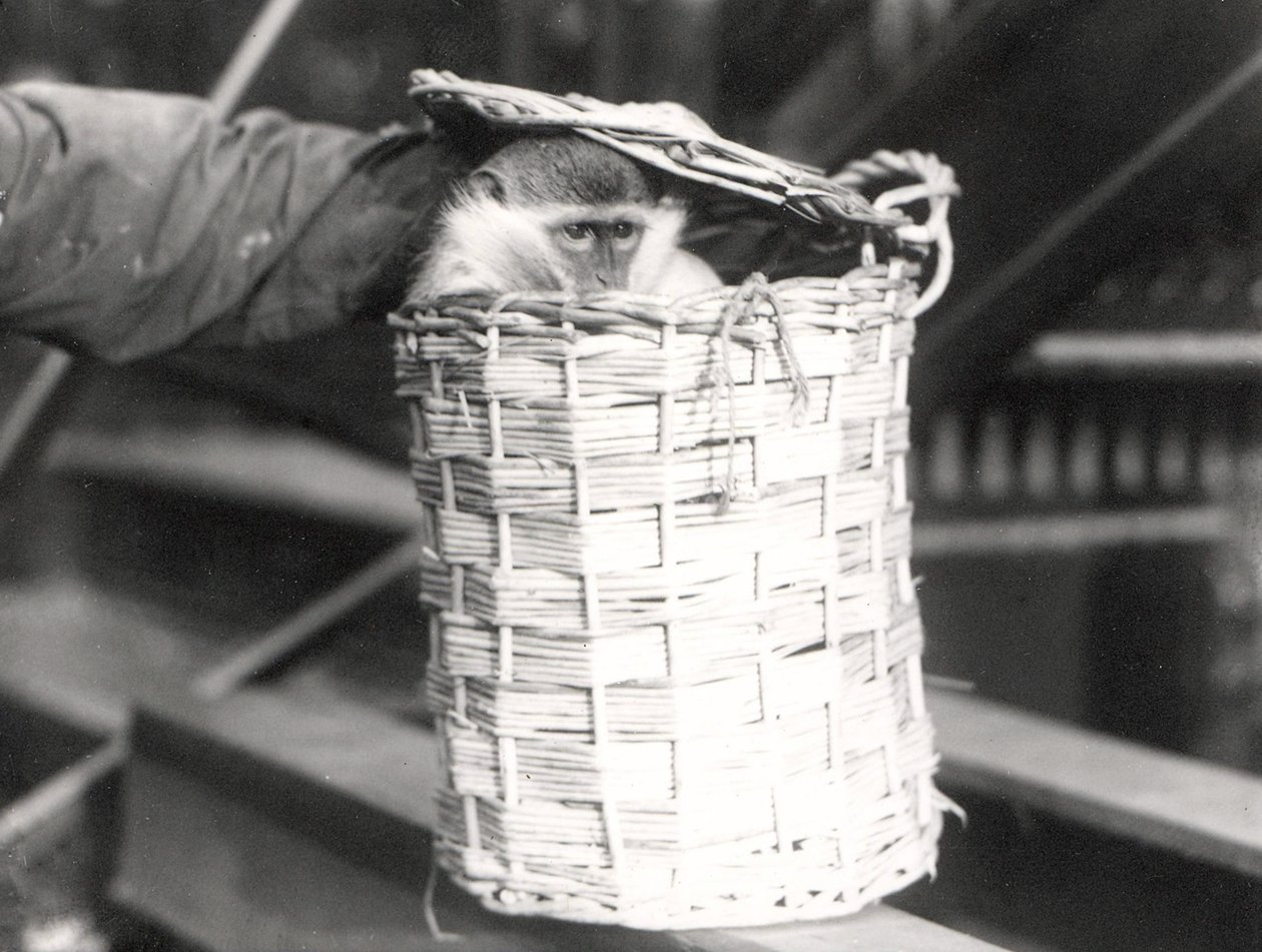 En abe i en kurv i ZSL London Zoo, december 1922 af Frederick William Bond