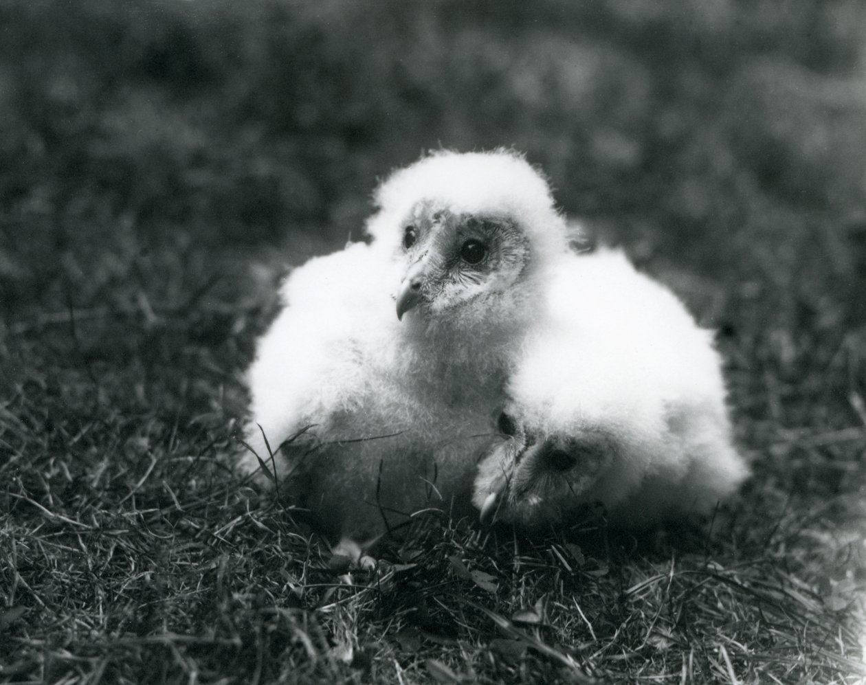 Et par barnugle-kyllinger i London Zoo, august 1913 af Frederick William Bond