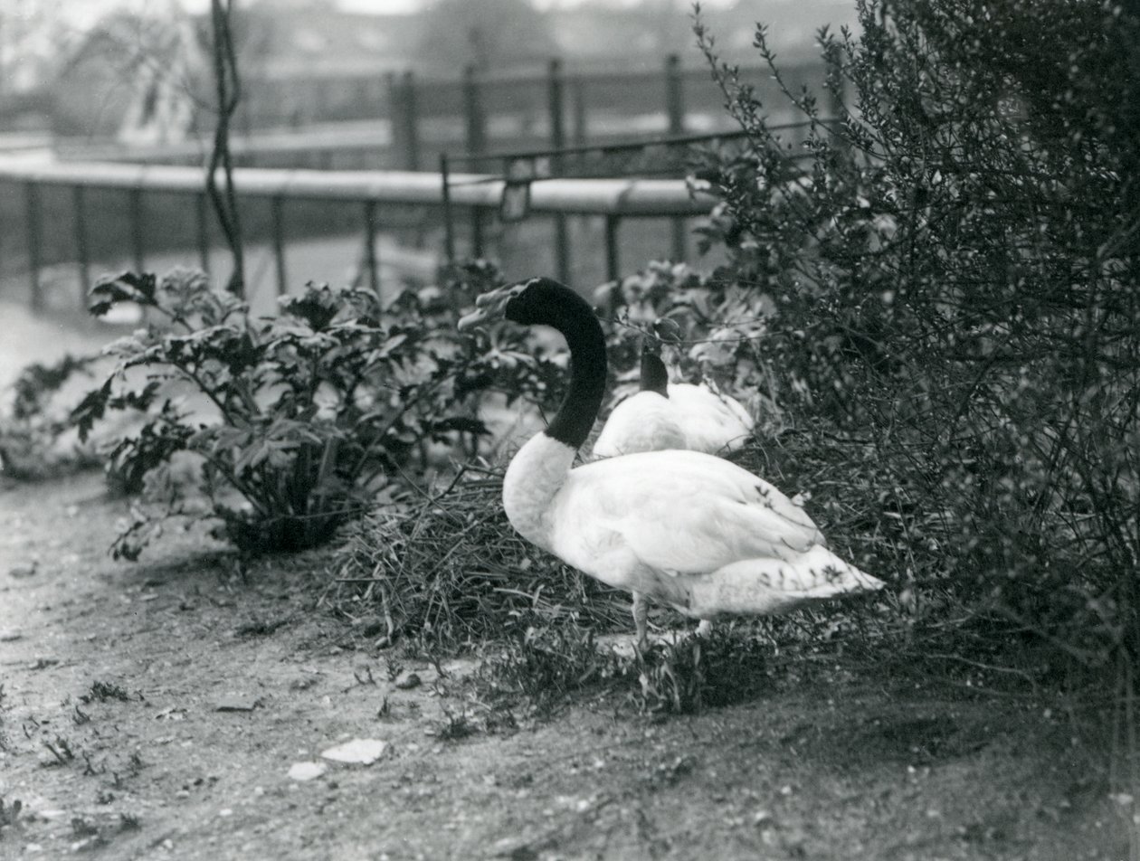 Et par sorthalsede svaner yngler i London Zoo, april 1923 (bw foto) af Frederick William Bond