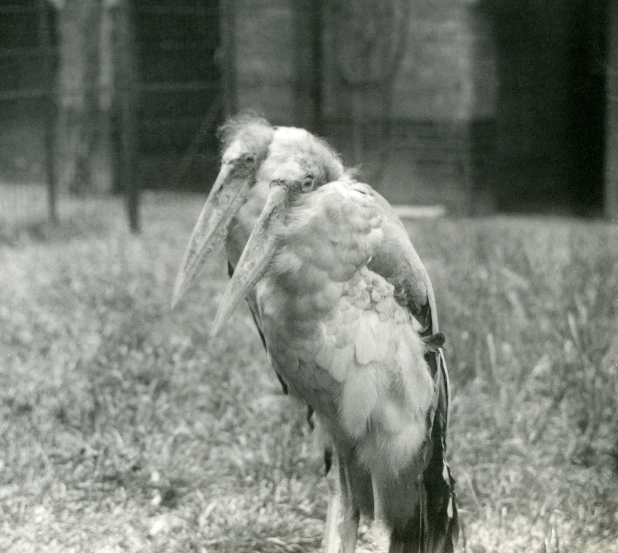 Et par GreaterIndian Adjutant Storke i London Zoo, september 1923 (bw foto) af Frederick William Bond
