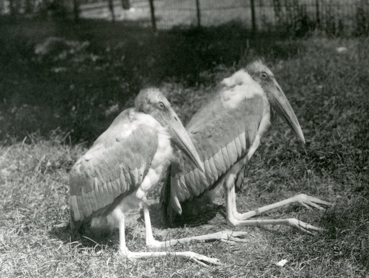 Et par GreaterIndian Adjutant Storke sidder i London Zoo, september 1923 (bw foto) af Frederick William Bond