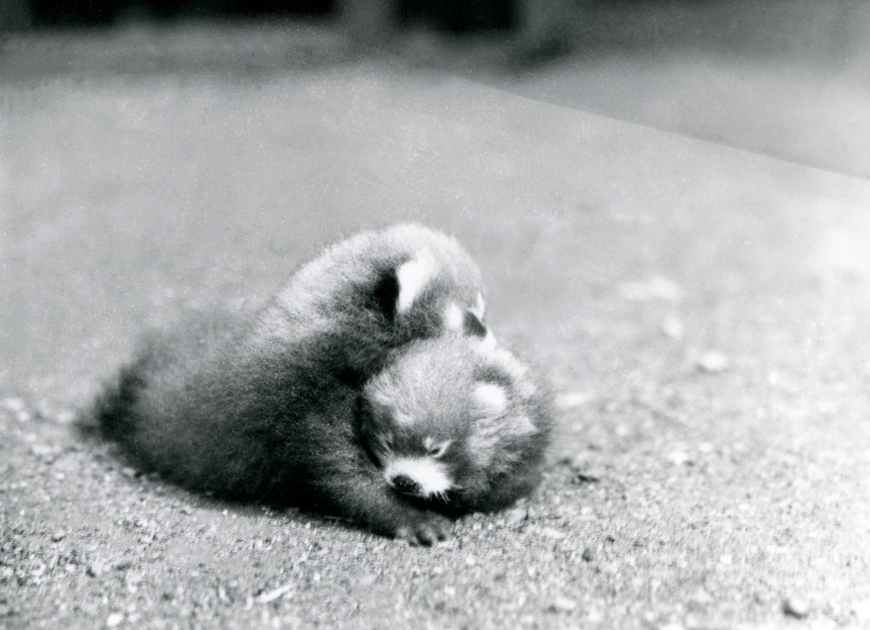 Et par røde pandaer i London Zoo, 1919 af Frederick William Bond