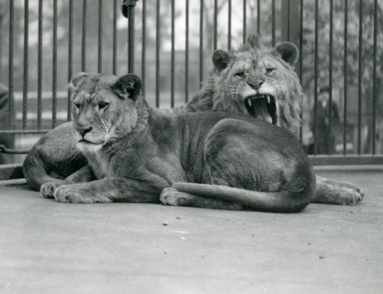 Et par løver, Abdullah og Fatima, London Zoo, maj 1923 (bw foto) af Frederick William Bond