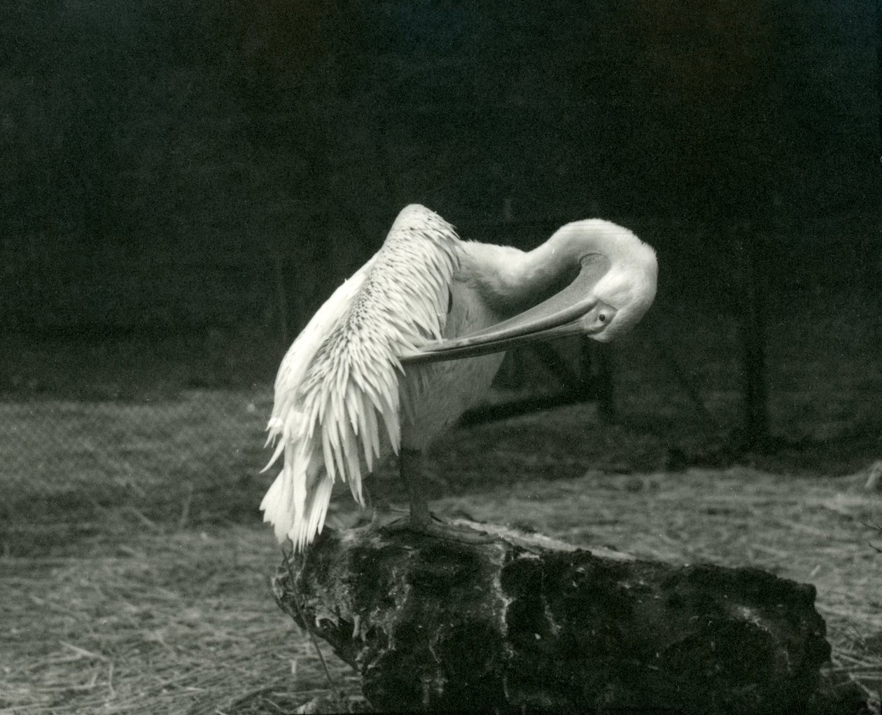 En pelikan, der pudser sin vinge i London Zoo, juni 1922 af Frederick William Bond