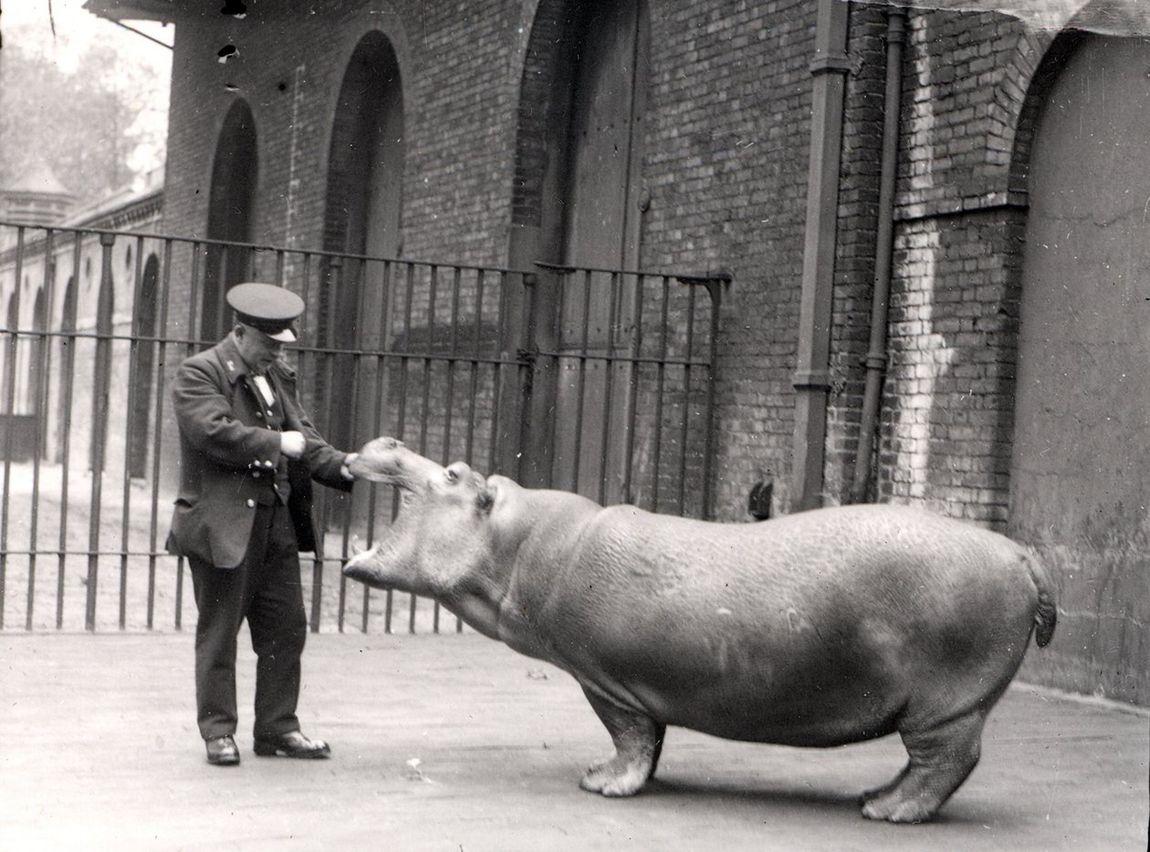 Et fotografi af Ernie Bowman og Bobbie i London Zoo, 1923 af Frederick William Bond