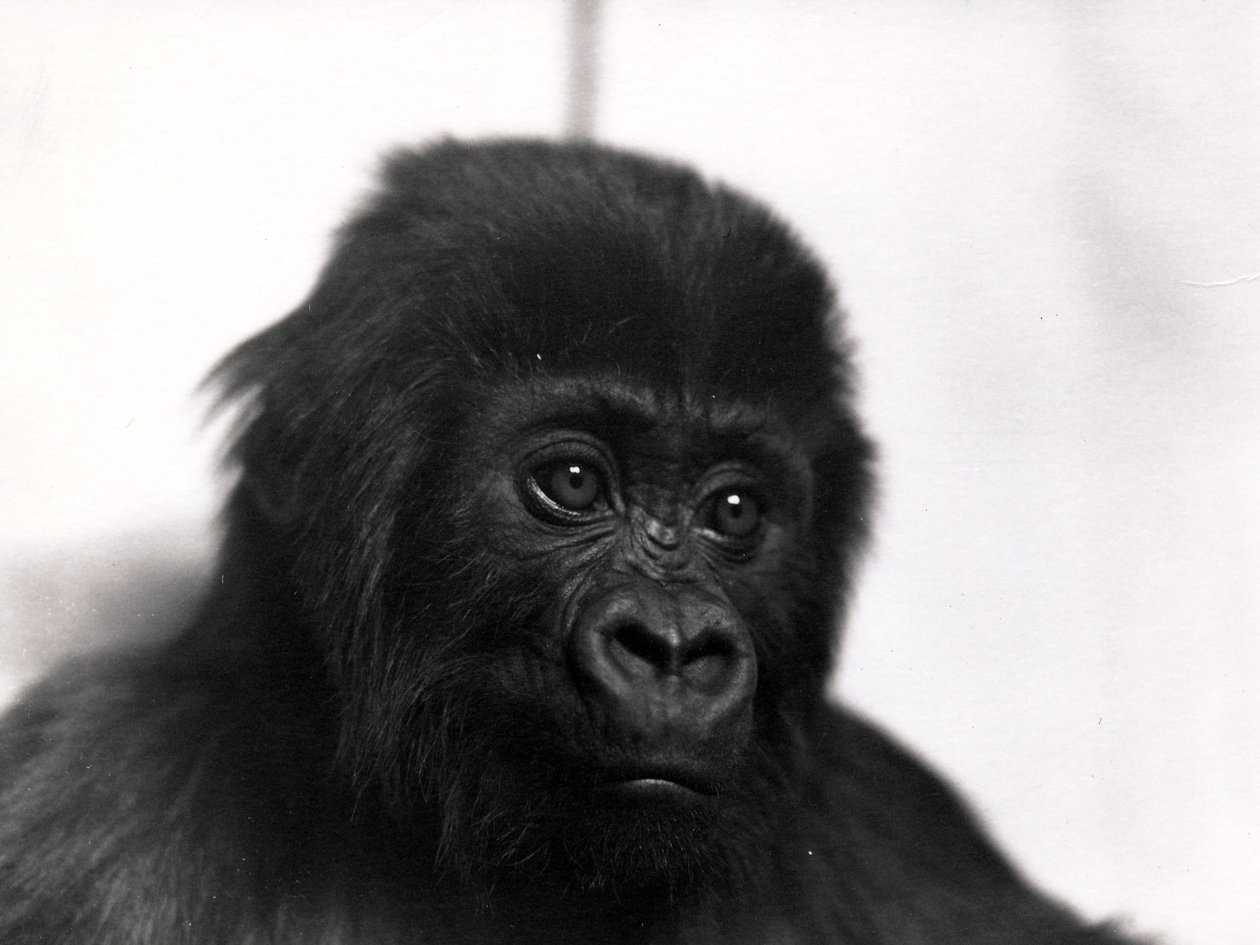 Et portræt af gorillaen 
