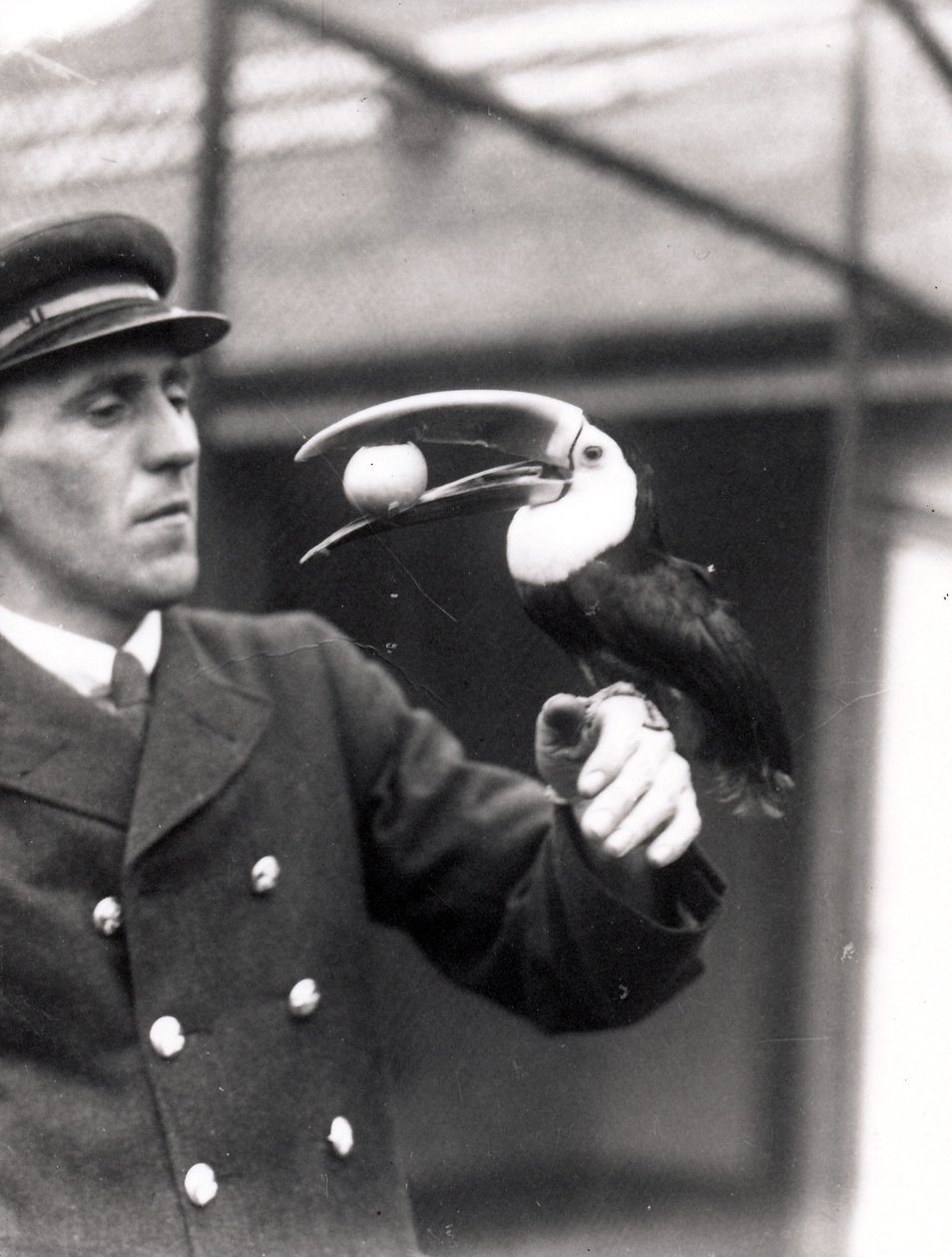 En tukan holder et æg i munden på en vogters arm, 1924 af Frederick William Bond