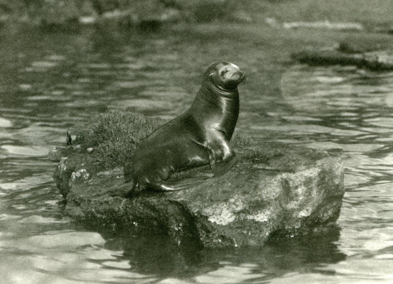 En ung californisk søløve, der sidder på en sten i sin pool i London Zoo, oktober 1923 (s/h-billede) af Frederick William Bond