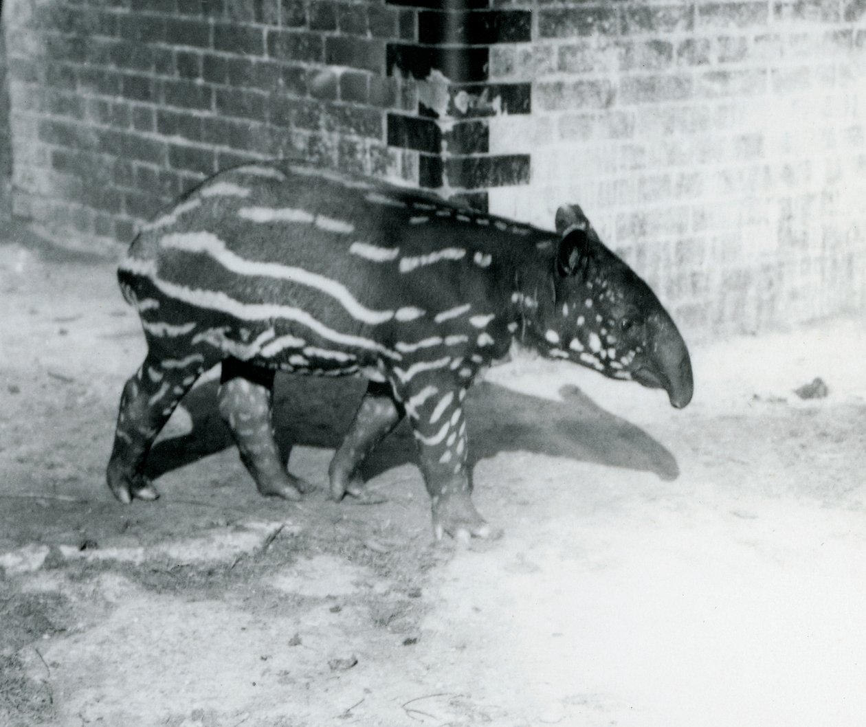 En ung malaysisk tapir i London Zoo, 5. oktober 1921 (sort foto) af Frederick William Bond
