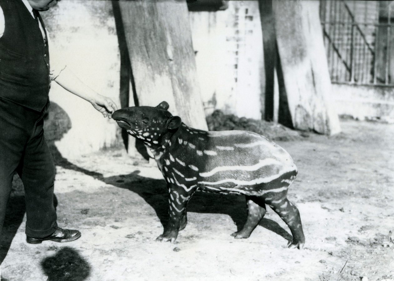 En ung malaysisk tapir med keeper i London Zoo, 18. oktober 1921 af Frederick William Bond