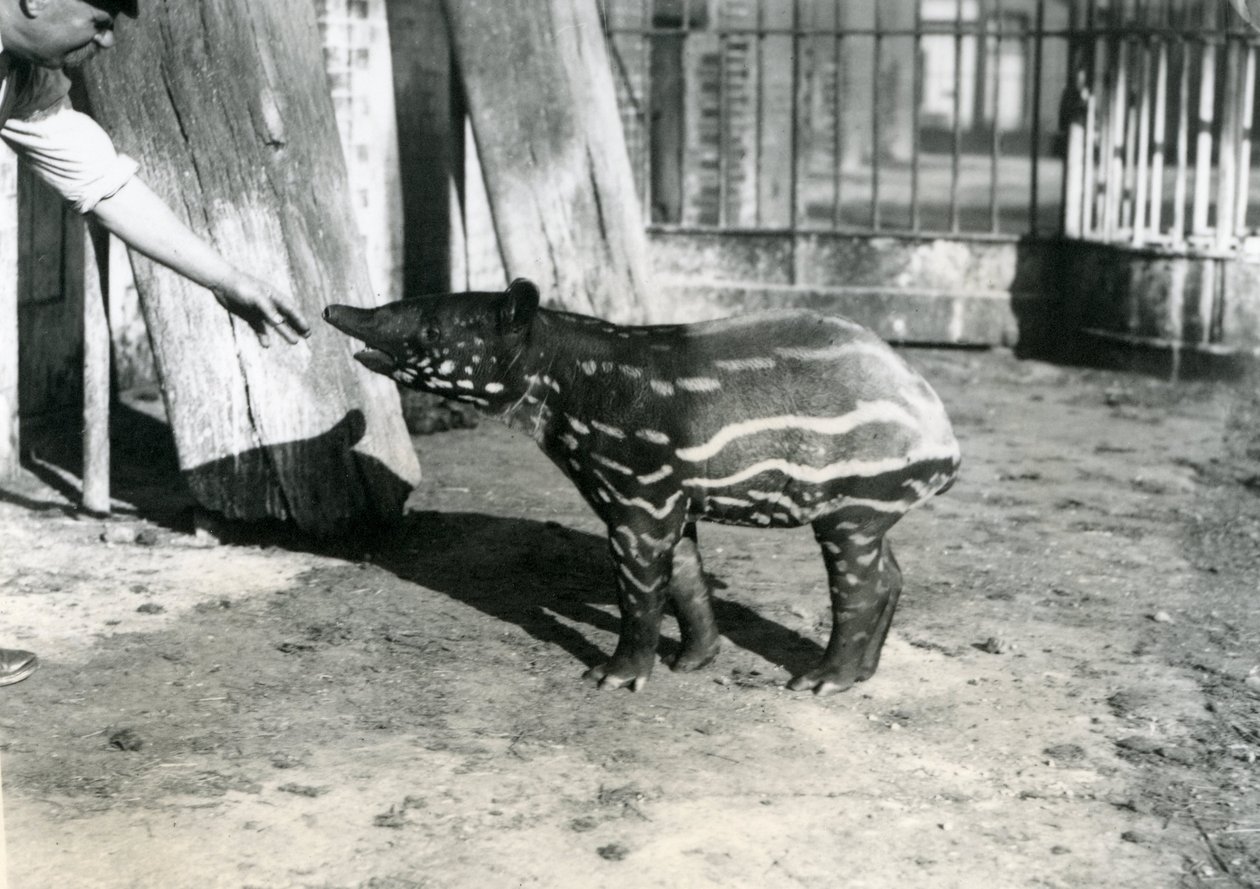 En ung malaysisk tapir med dyrepasseren i London Zoo, 18. oktober 1921 af Frederick William Bond