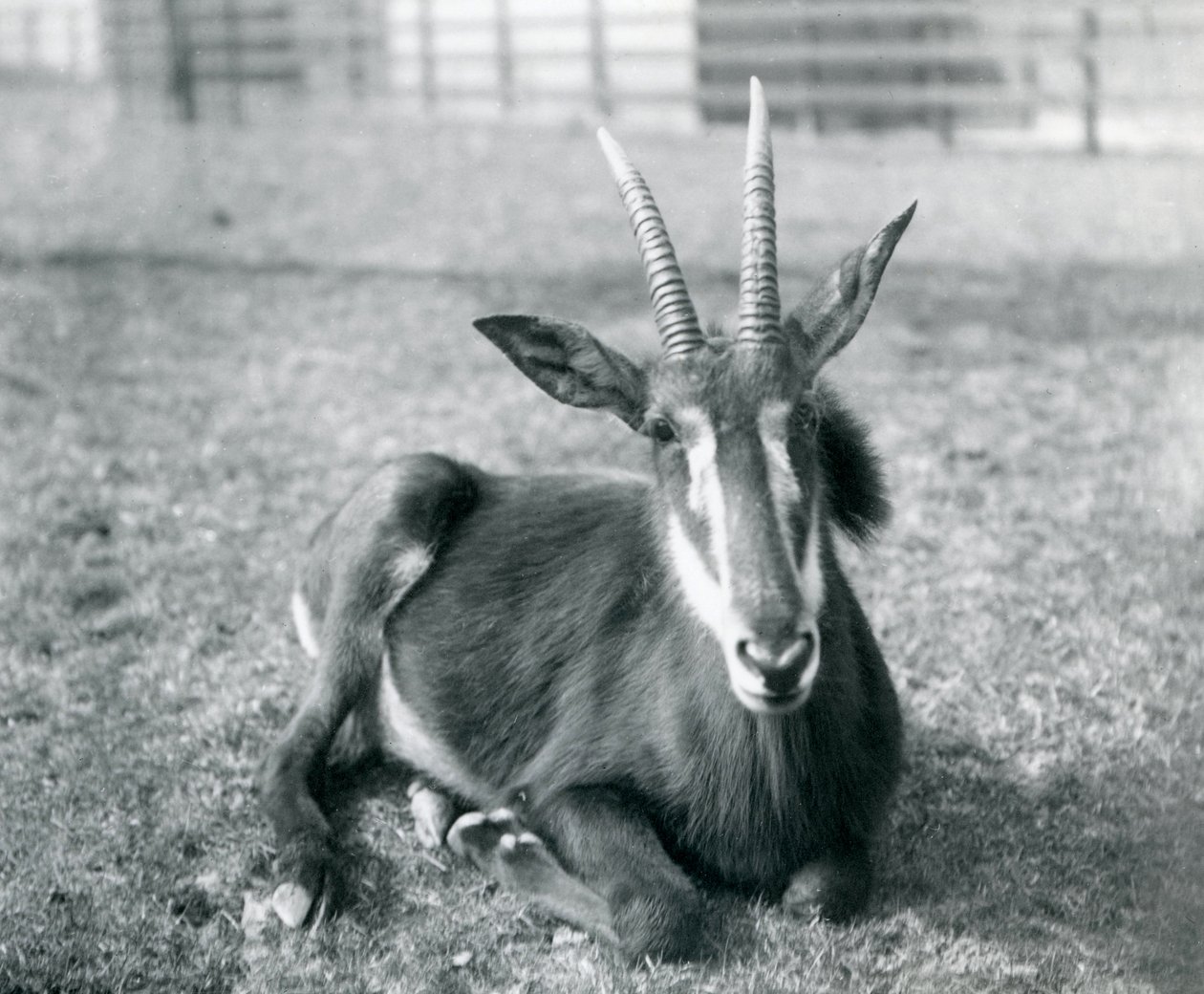 En ung Sable Antilope sidder i London Zoo, ca. 1912 af Frederick William Bond