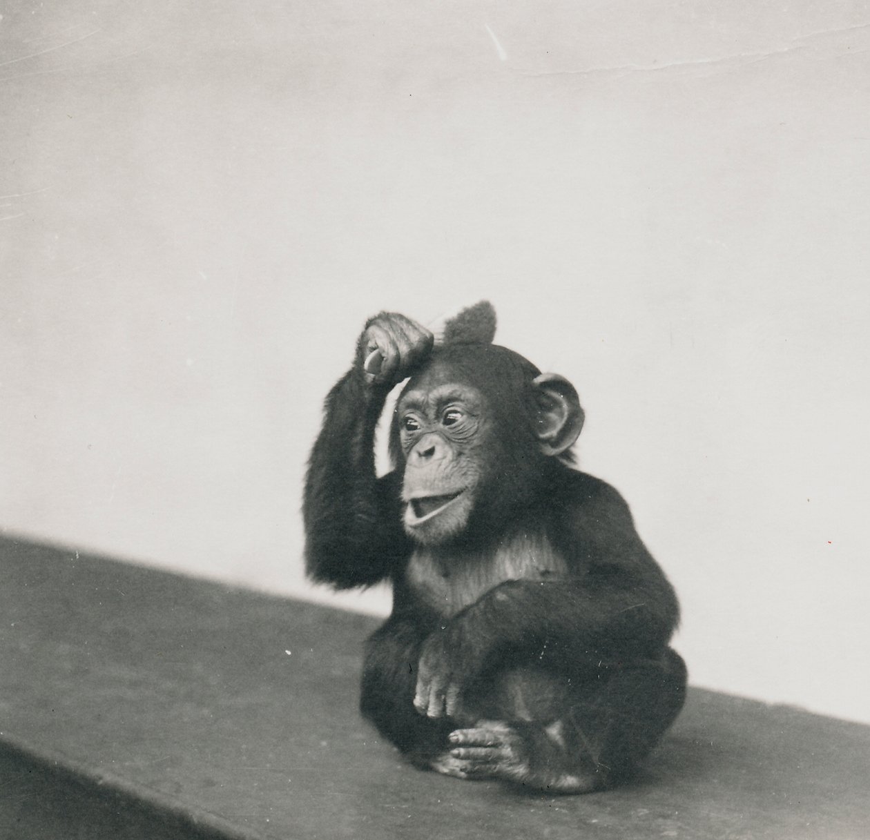 En ung chimpanse, Johnnie, leger med en pensel, 1923 af Frederick William Bond