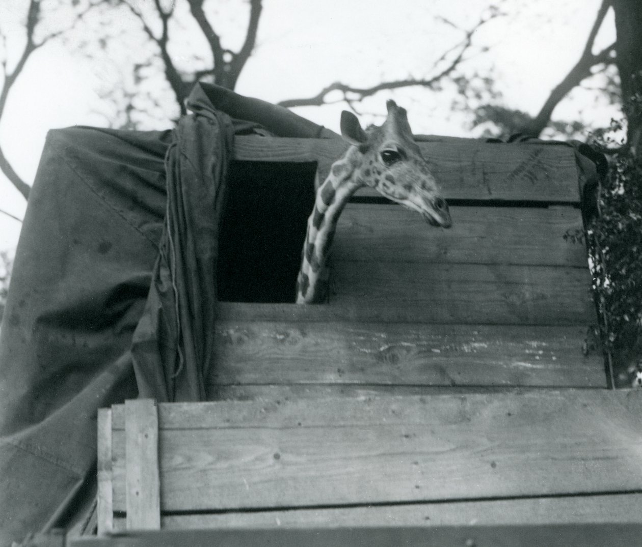 En ung giraf ankommer til London Zoo, maj 1923 (bw foto) af Frederick William Bond