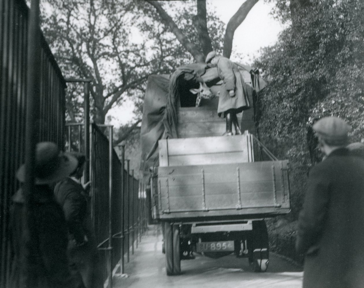 En ung giraf ankommer til London Zoo, maj 1923 (bw foto) af Frederick William Bond