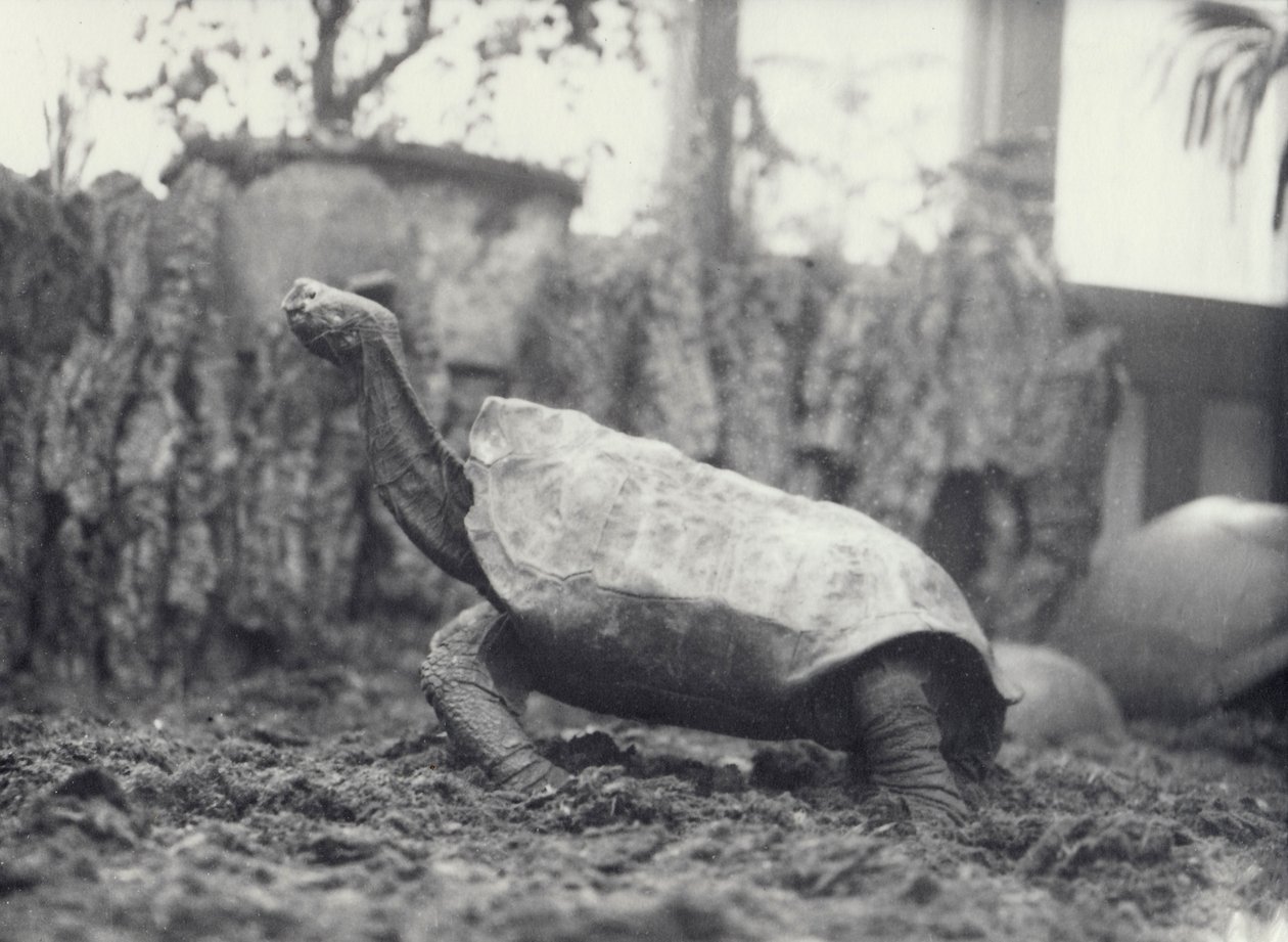 AbingdonPinta Island Giant Tortoise i London Zoo, marts 1914 af Frederick William Bond