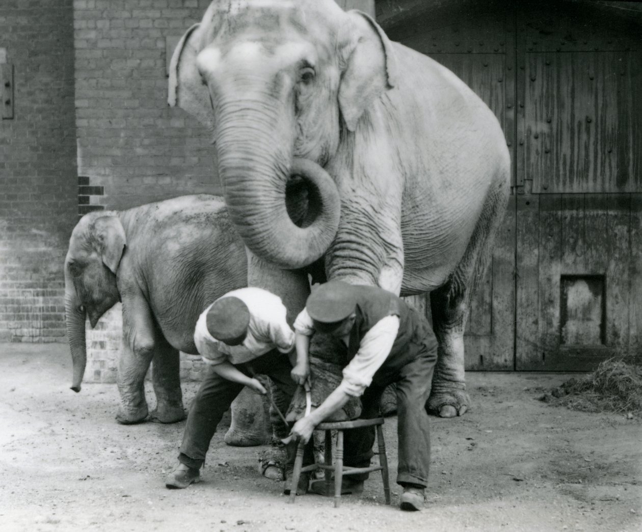 Voksen kvindelig indisk elefant, Assam Lukhi med målmand Charles Eyles, der får sine fødder trimmet i London Zoo, september 1923 (bw foto) af Frederick William Bond