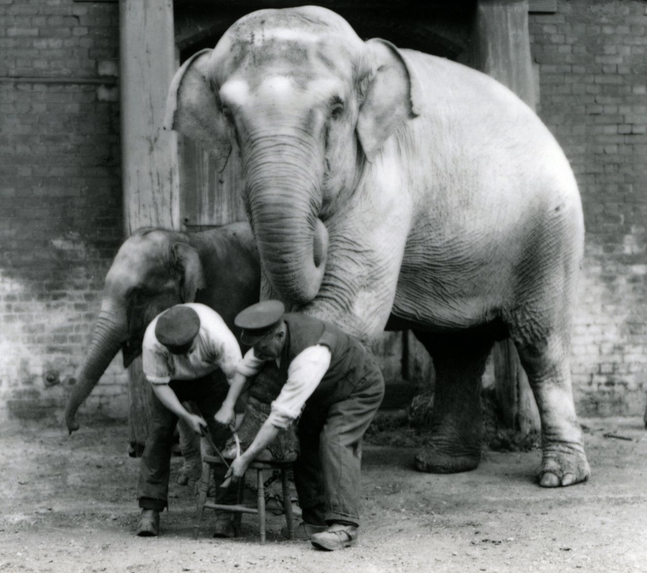 Voksen kvindelig indisk elefant, Assam Lukhi med målmand Charles Eyles, der får sine fødder trimmet i London Zoo, september 1923 (bw foto) af Frederick William Bond