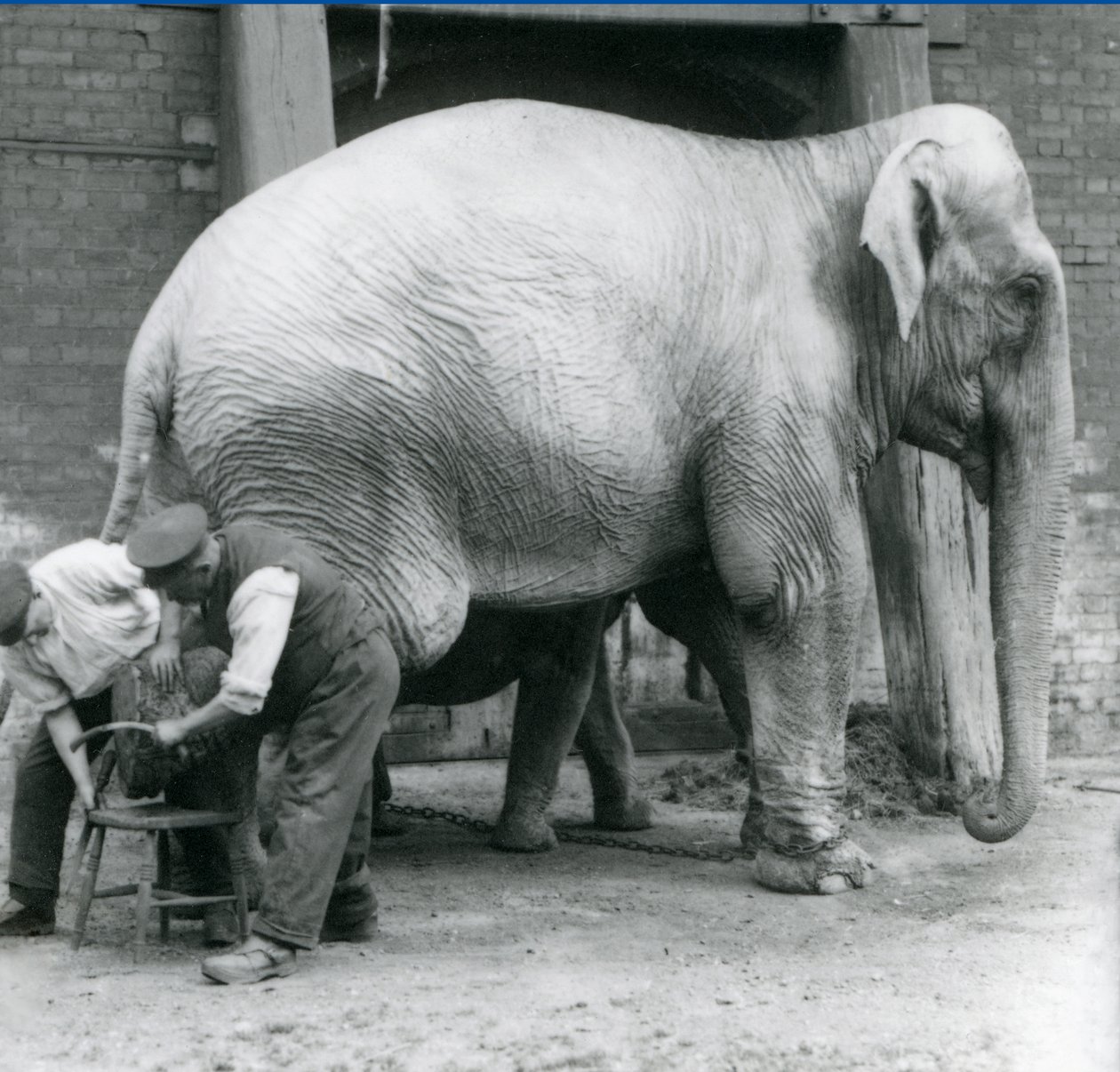 Voksen kvindelig indisk elefant, Assam Lukhi med målmand Charles Eyles, der får sine fødder trimmet i London Zoo, september 1923 (bw foto) af Frederick William Bond