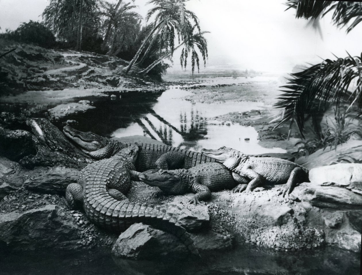 Alligatorer i panorama-omgivelser i London Zoo, 1928 af Frederick William Bond