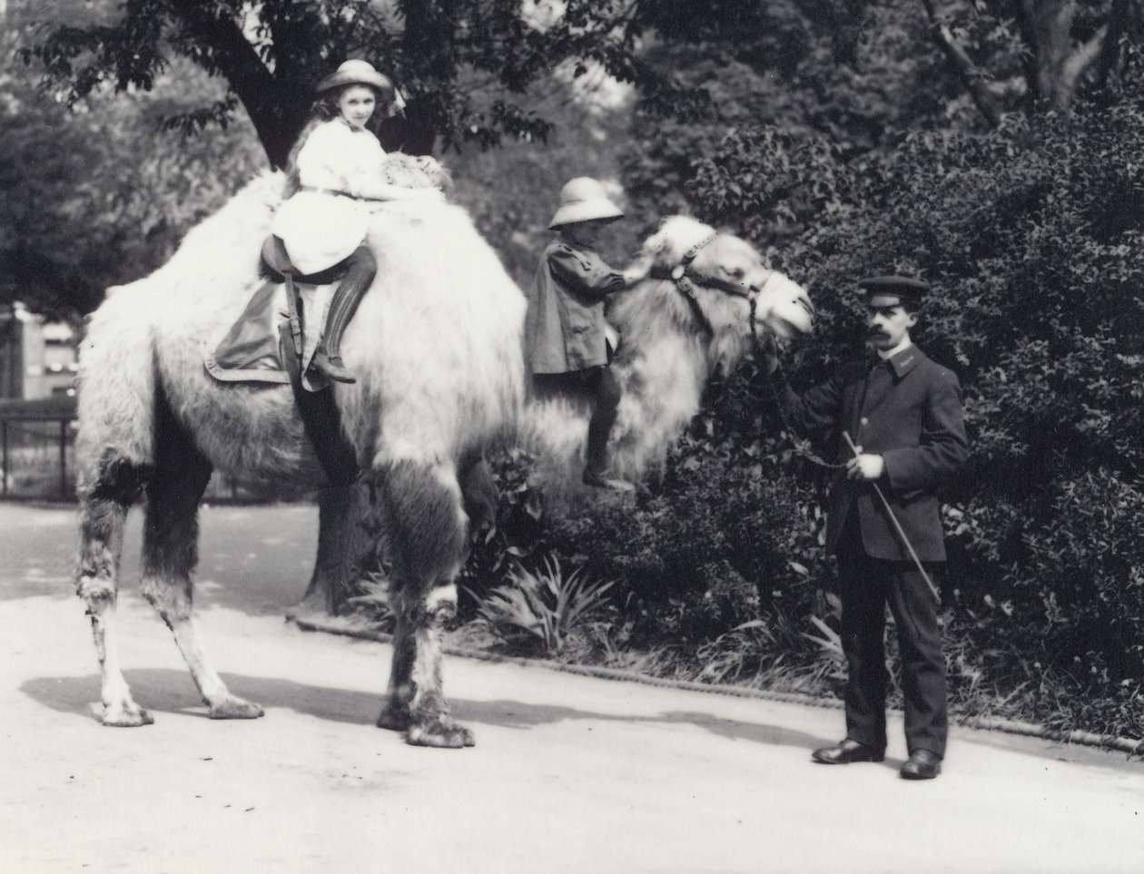 En arabisk kamel med Keeper, der bliver redet af to børn, en pige på sin pukkel og et yngre barn på nakken, London Zoo, maj 1914 af Frederick William Bond