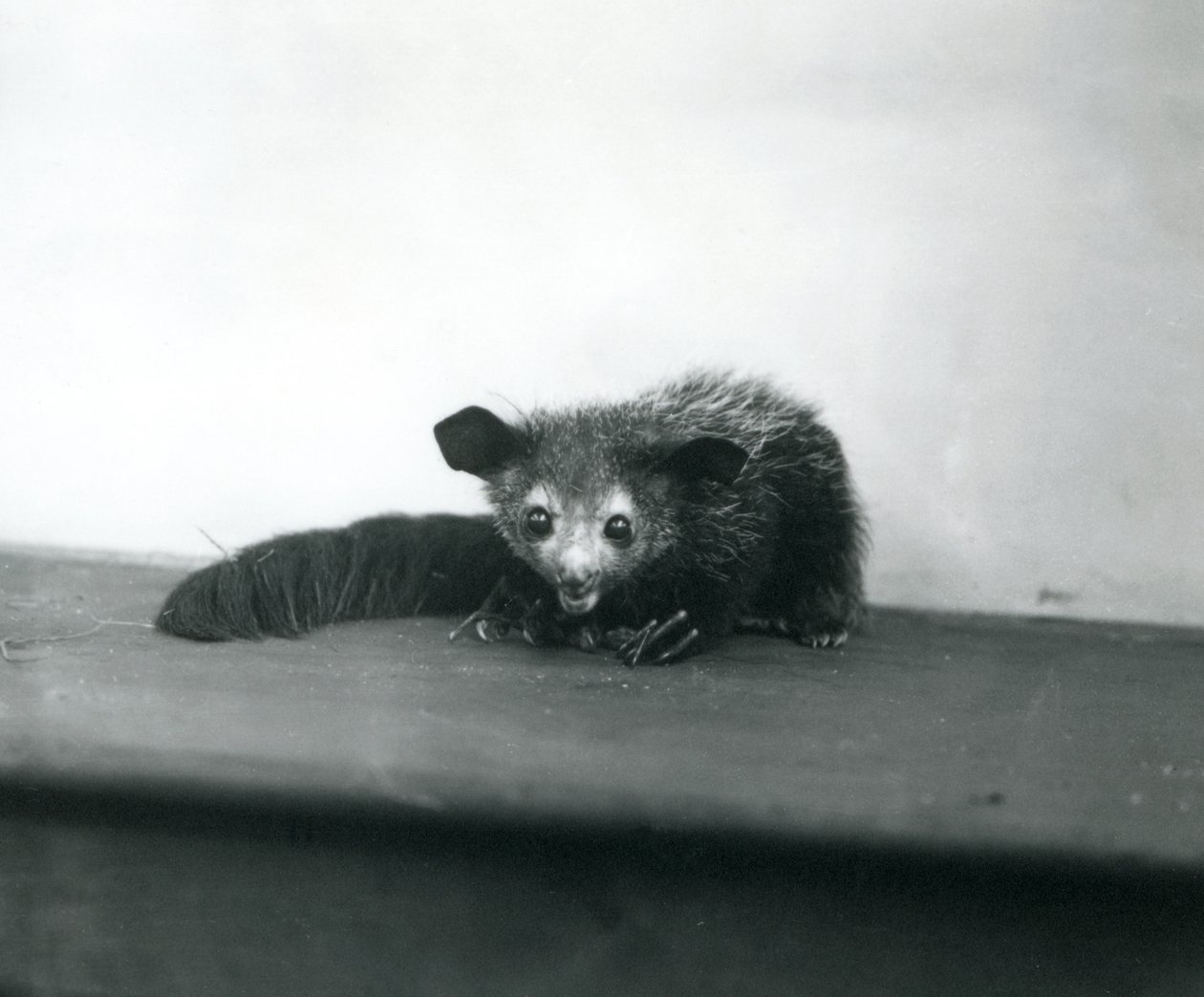 Et Aye-aye i London Zoo, oktober 1913 af Frederick William Bond