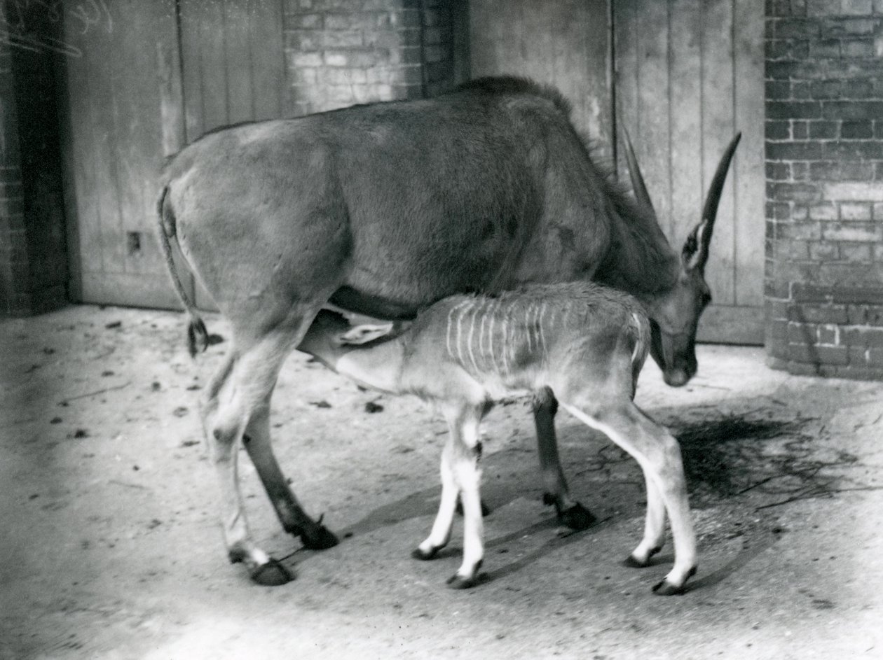 En Eland-antilope, der fodrer sine unger i London Zoo, 1920 af Frederick William Bond