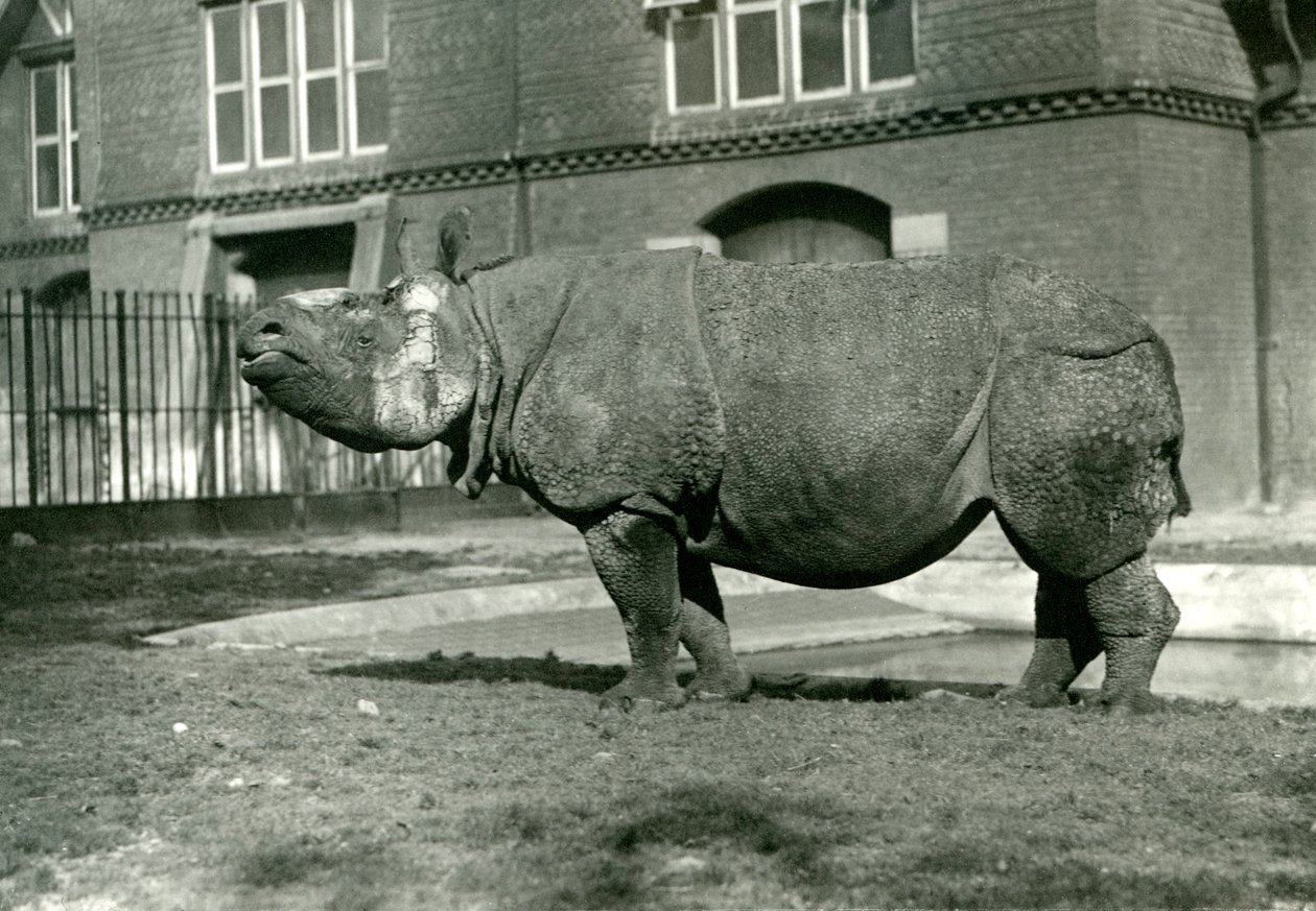 Et indisk næsehorn i London Zoo, oktober 1922 af Frederick William Bond