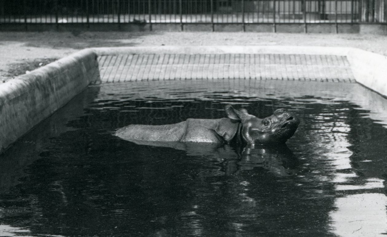 Et indisk næsehorn i sin pool i London Zoo, juli 1914 af Frederick William Bond