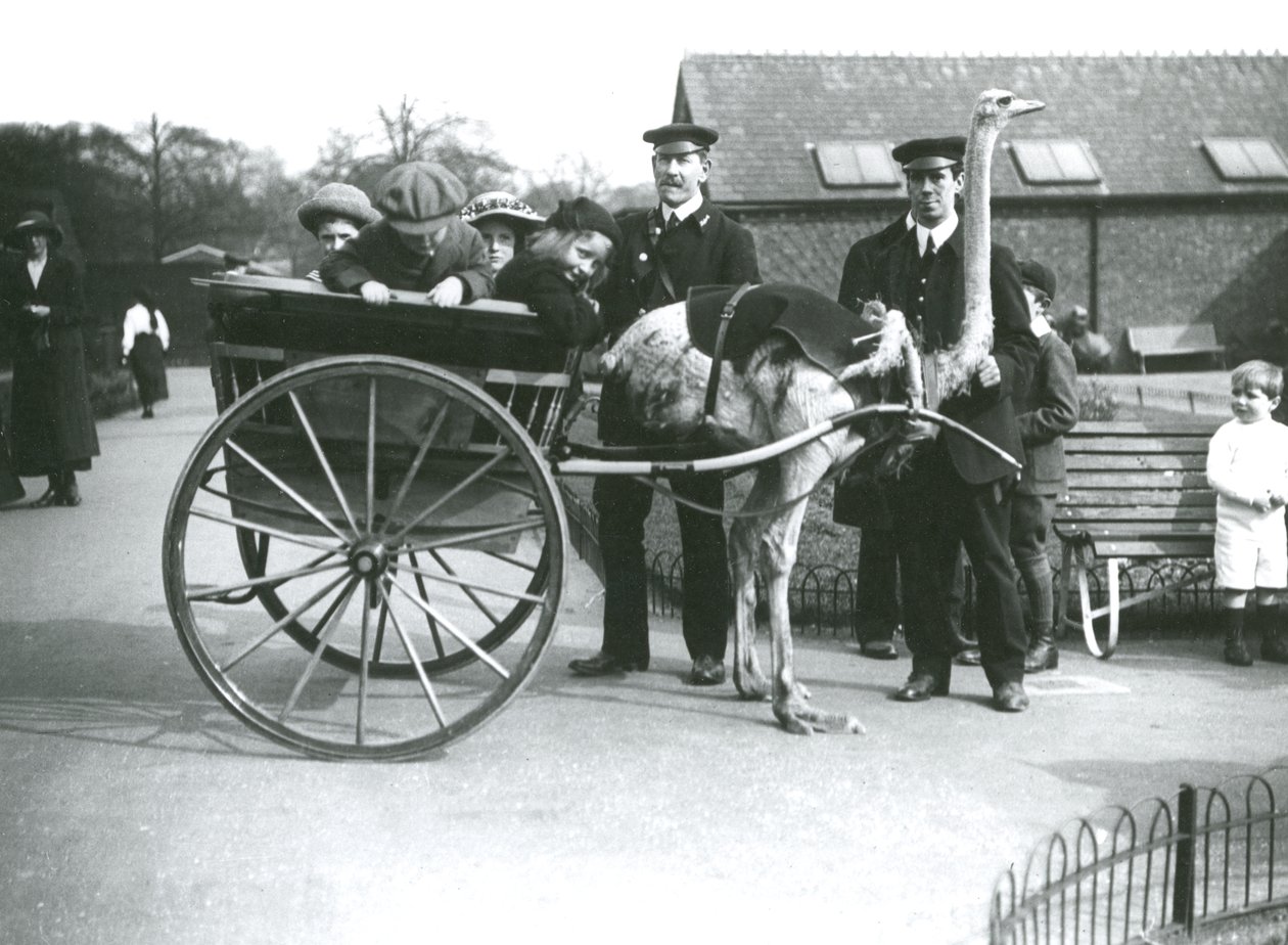 En tur på en strutsevogn med børn og dyrepasserne George Blore og William Dexter i London Zoo, ca. 1913 af Frederick William Bond
