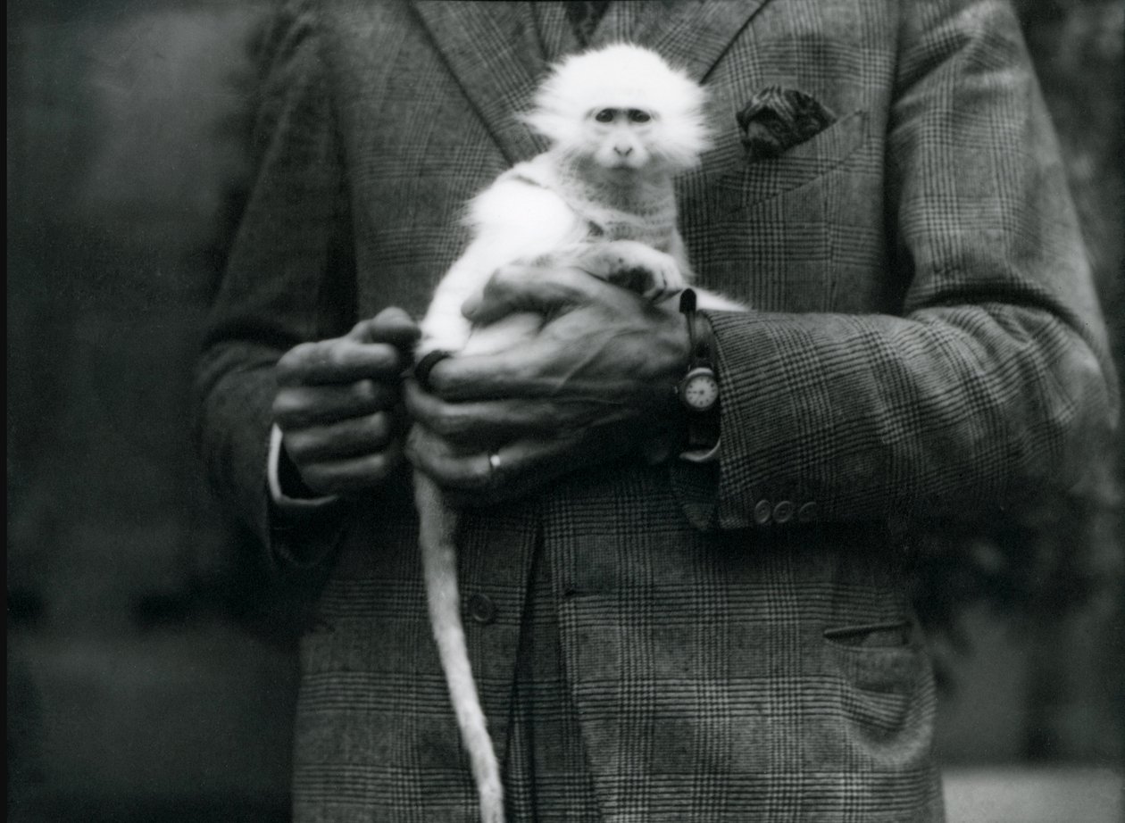 En albino Old World abe, slægten Ceropithecus, holdes i London Zoo, juli 1922 af Frederick William Bond