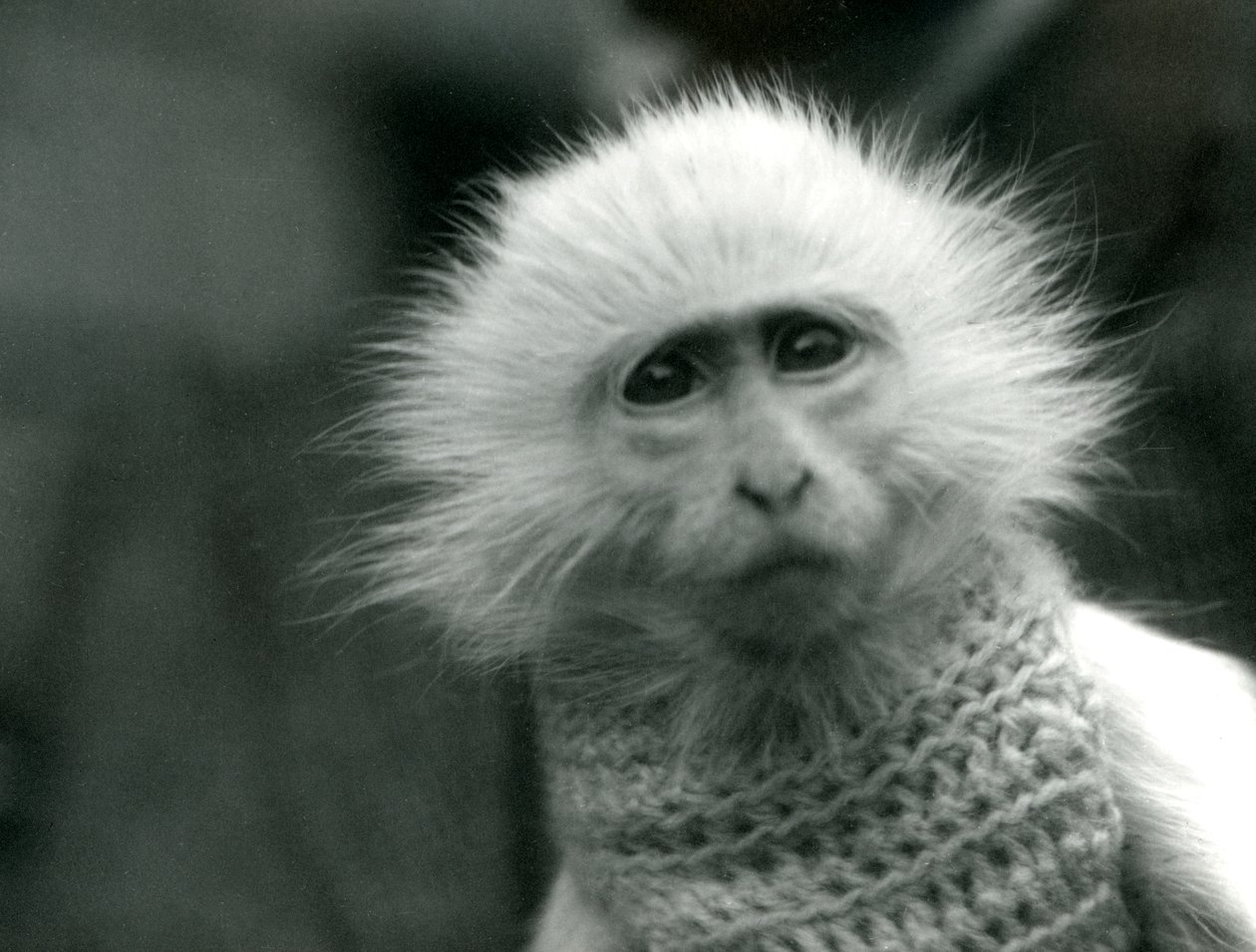 En albino Old World Monkey, slægten Theropithecus, iført en sweater i London Zoo i juli 1922 (bw foto) af Frederick William Bond