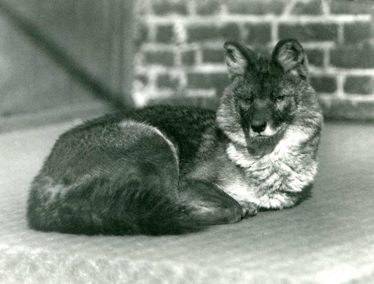 En truet Dhole eller Asiatic Wild Dog hviler i London Zoo, 1923 (bw foto) af Frederick William Bond