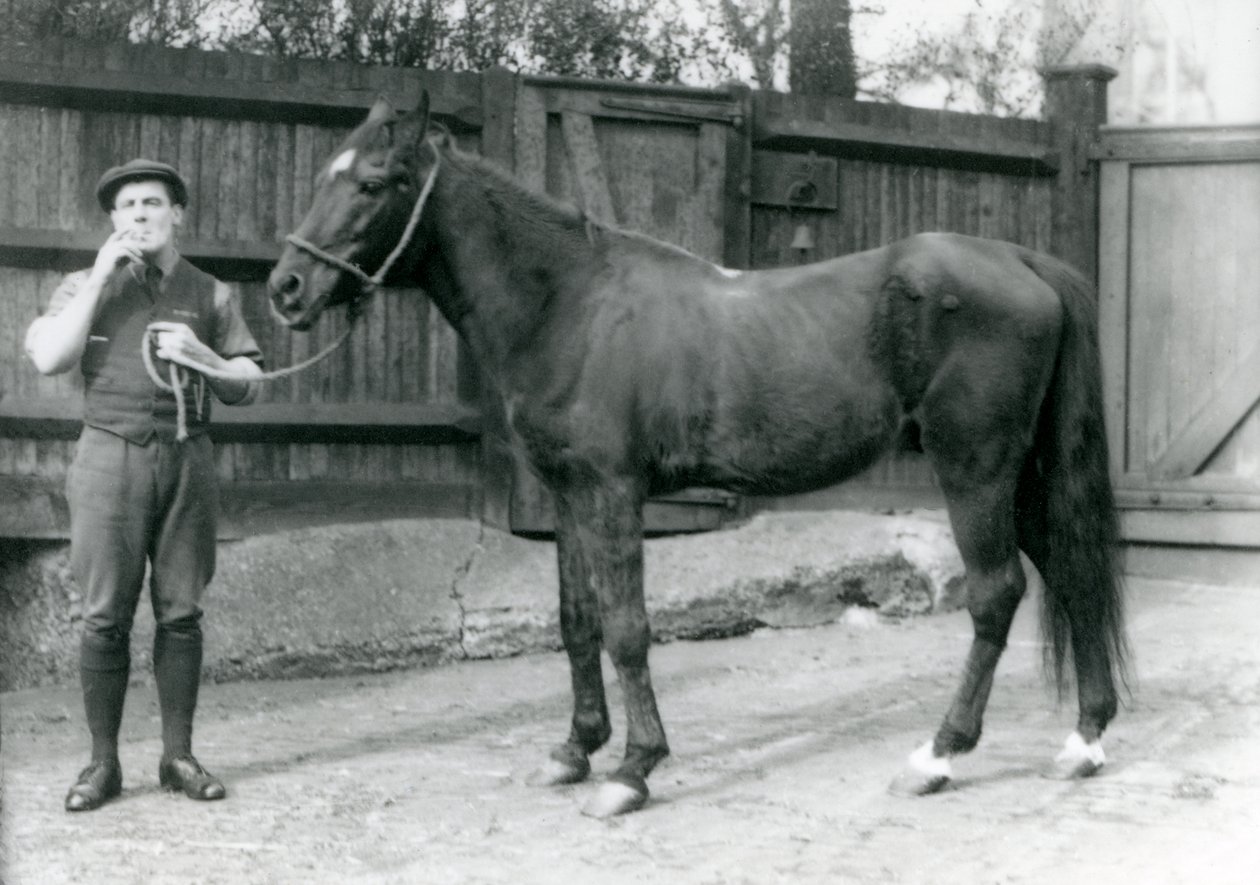Arabisk hingst Dwarka med Pony Moore, en hestevognsfører, London Zoo, 1921 (bw-foto) af Frederick William Bond