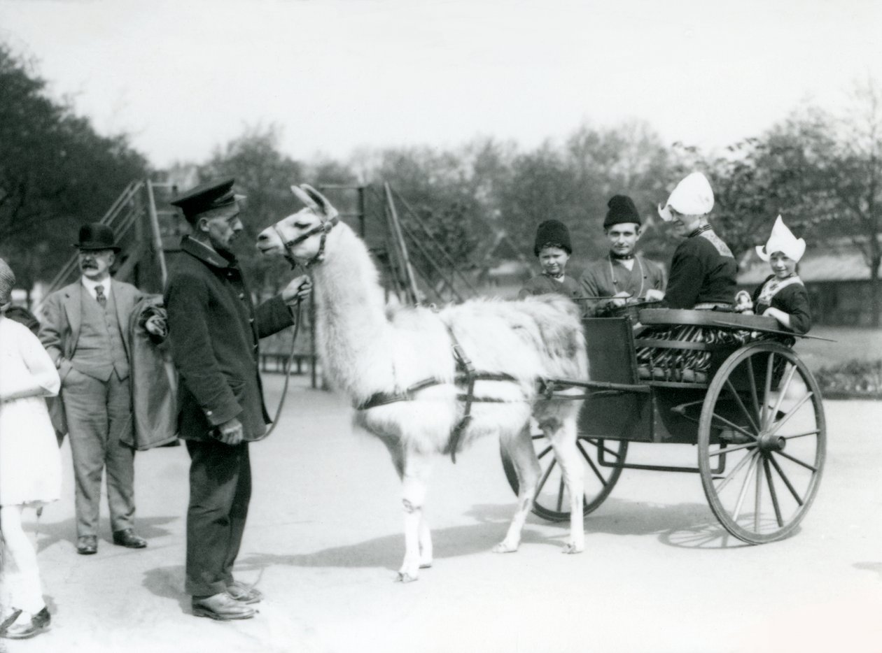 Armenske besøgende kører i en lamavogn i London Zoo, maj 1923 (bw-foto) af Frederick William Bond