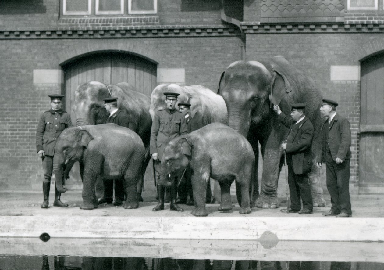 Asiatiske elefanter med deres brugere, inklusive Charles Eyles, i London Zoo, april 1914 af Frederick William Bond
