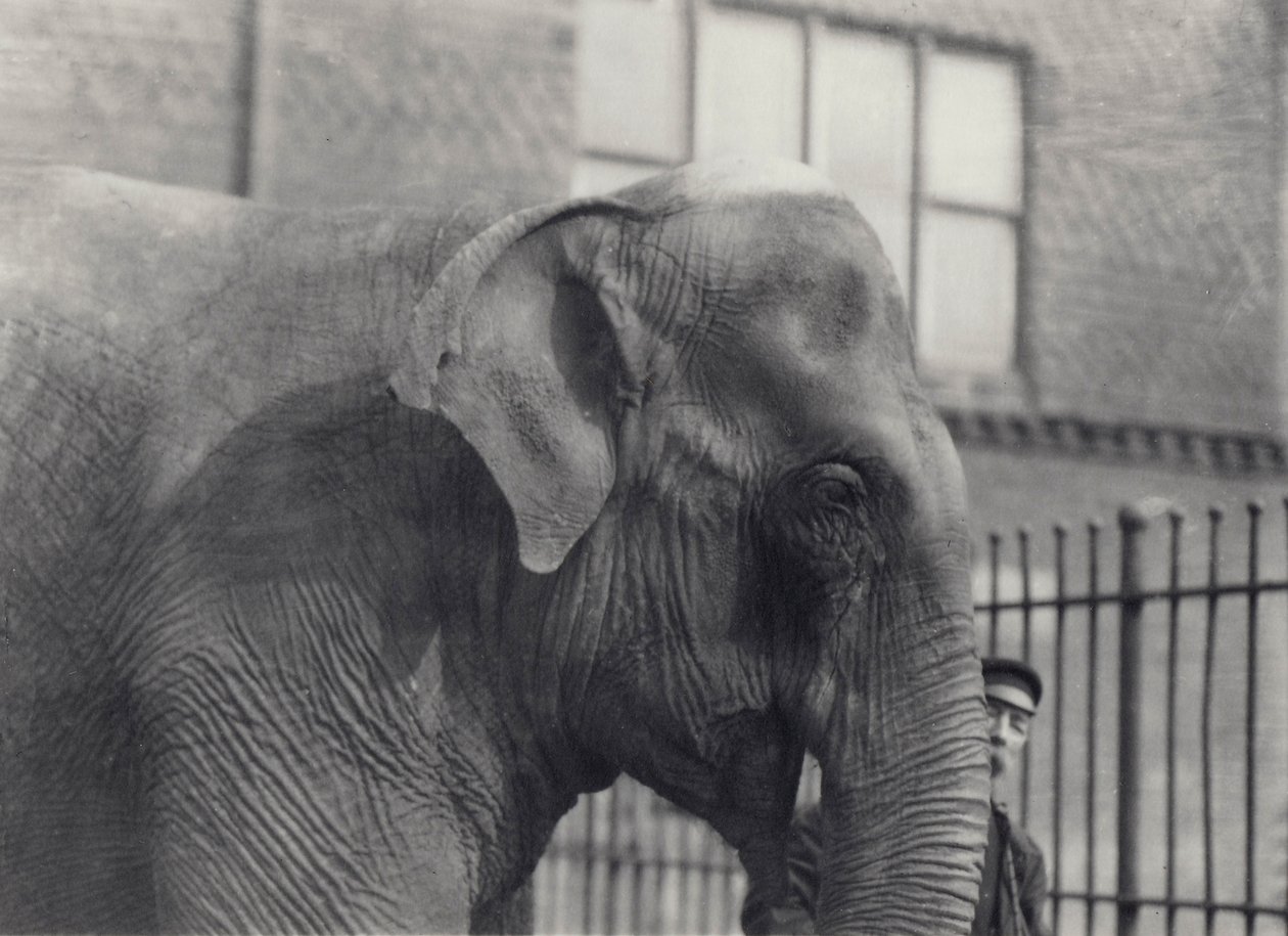 Asiatisk elefant med målmand, London Zoo, 1914 af Frederick William Bond
