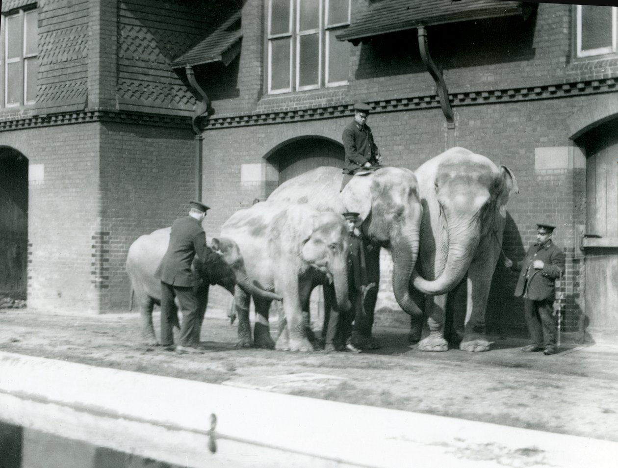 Asiatiske elefanter, to voksne og to unge, med deres dyrepassere i London Zoo, før 1930 (bw foto) af Frederick William Bond