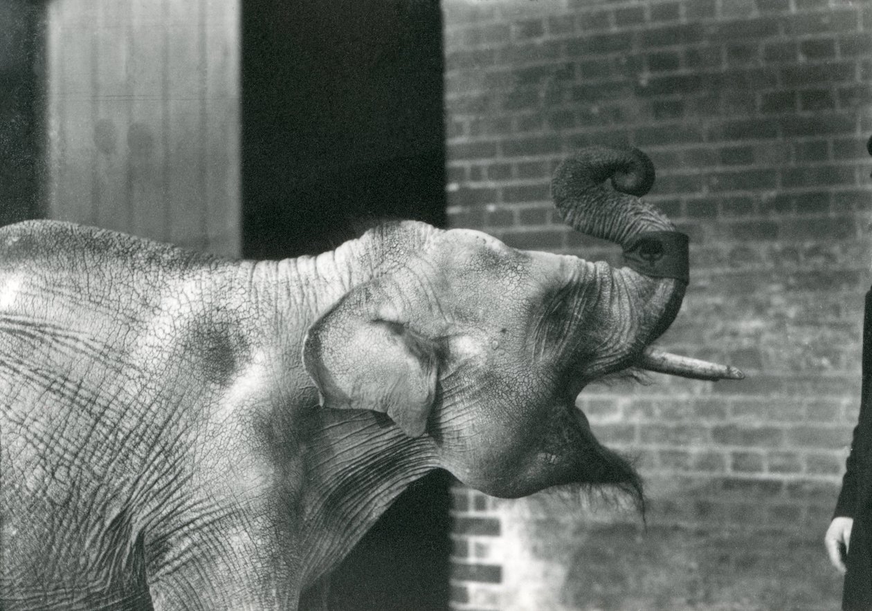 Baby asiatisk elefant med målmand, London Zoo november 1915. Elefanten bærer et armbind om sin snabel. af Frederick William Bond