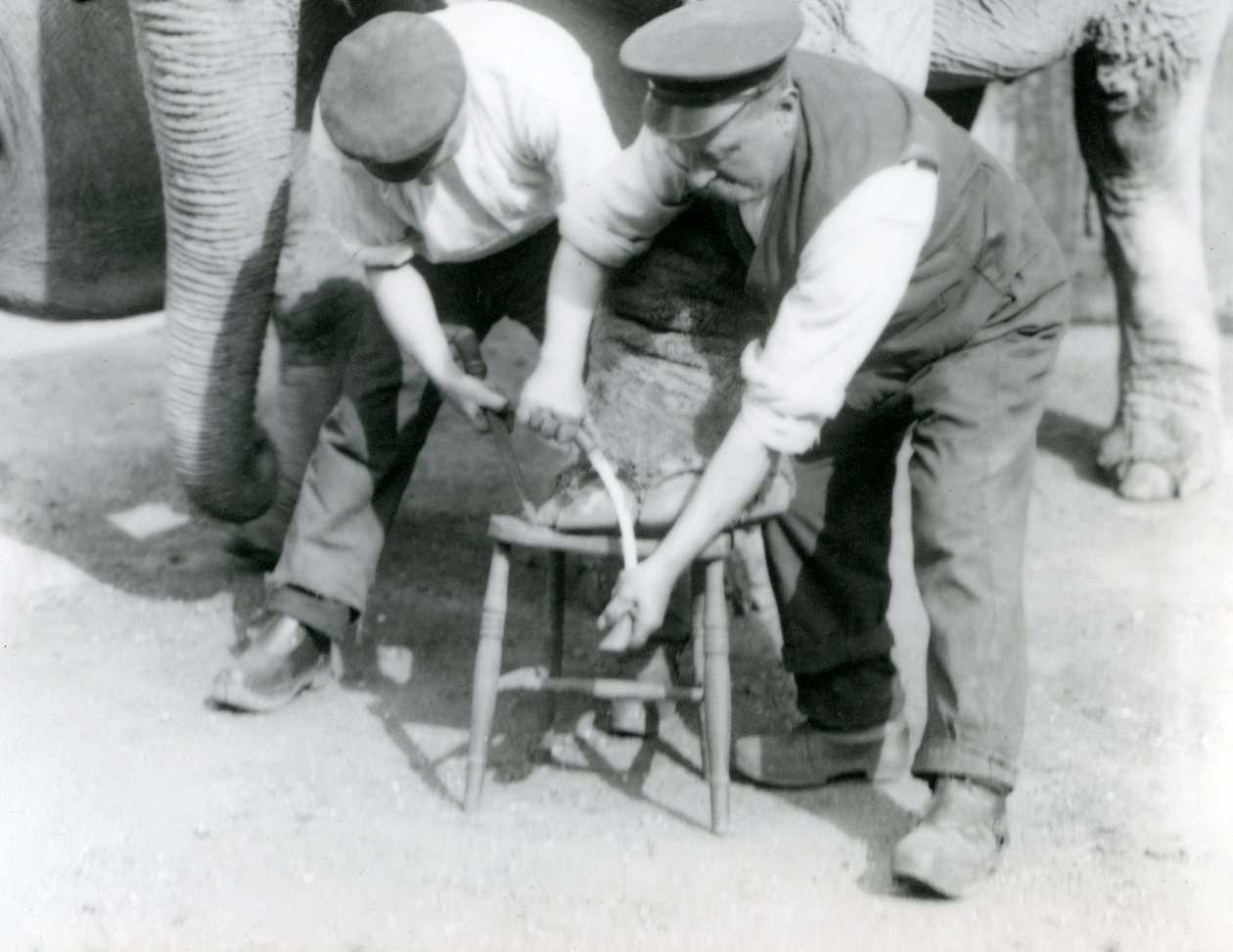 Baby indisk elefant og voksen kvindelig indisk elefant, Assam Lukhi, som er sammen med målmanden Charles Eyles, der får sine fødder trimmet i London Zoo, september 1923 (bw foto) af Frederick William Bond