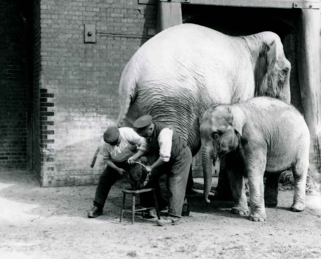 Baby indisk elefant og voksen kvindelig indisk elefant, Assam Lukhi, som er sammen med målmanden Charles Eyles, der får sine fødder trimmet i London Zoo, september 1923 (bw foto) af Frederick William Bond