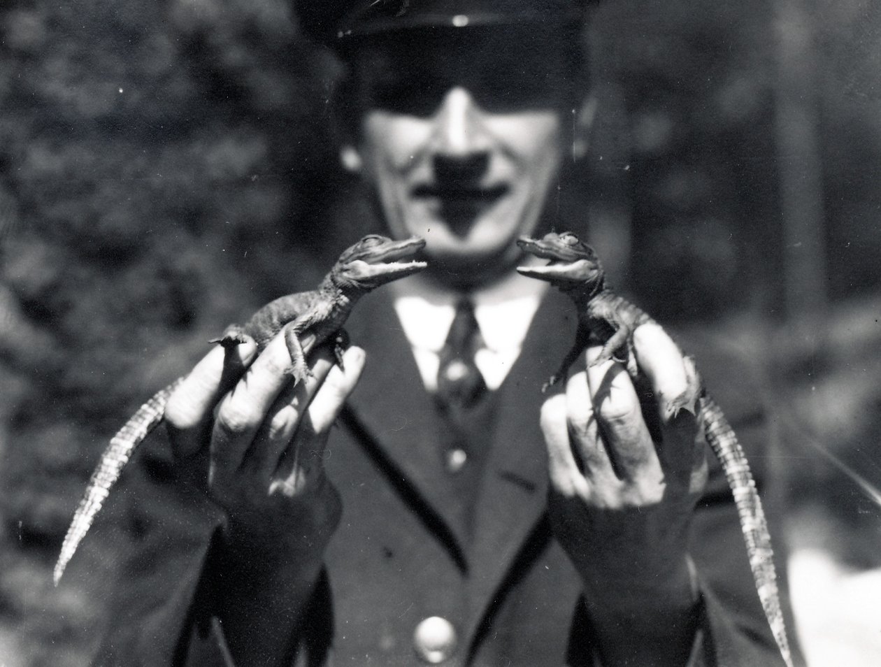 Baby alligatorer, 1919 af Frederick William Bond