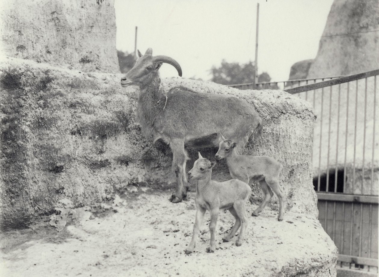 Barbary-får med to unger på Mappin Terraces, London Zoo, juni 1916 af Frederick William Bond